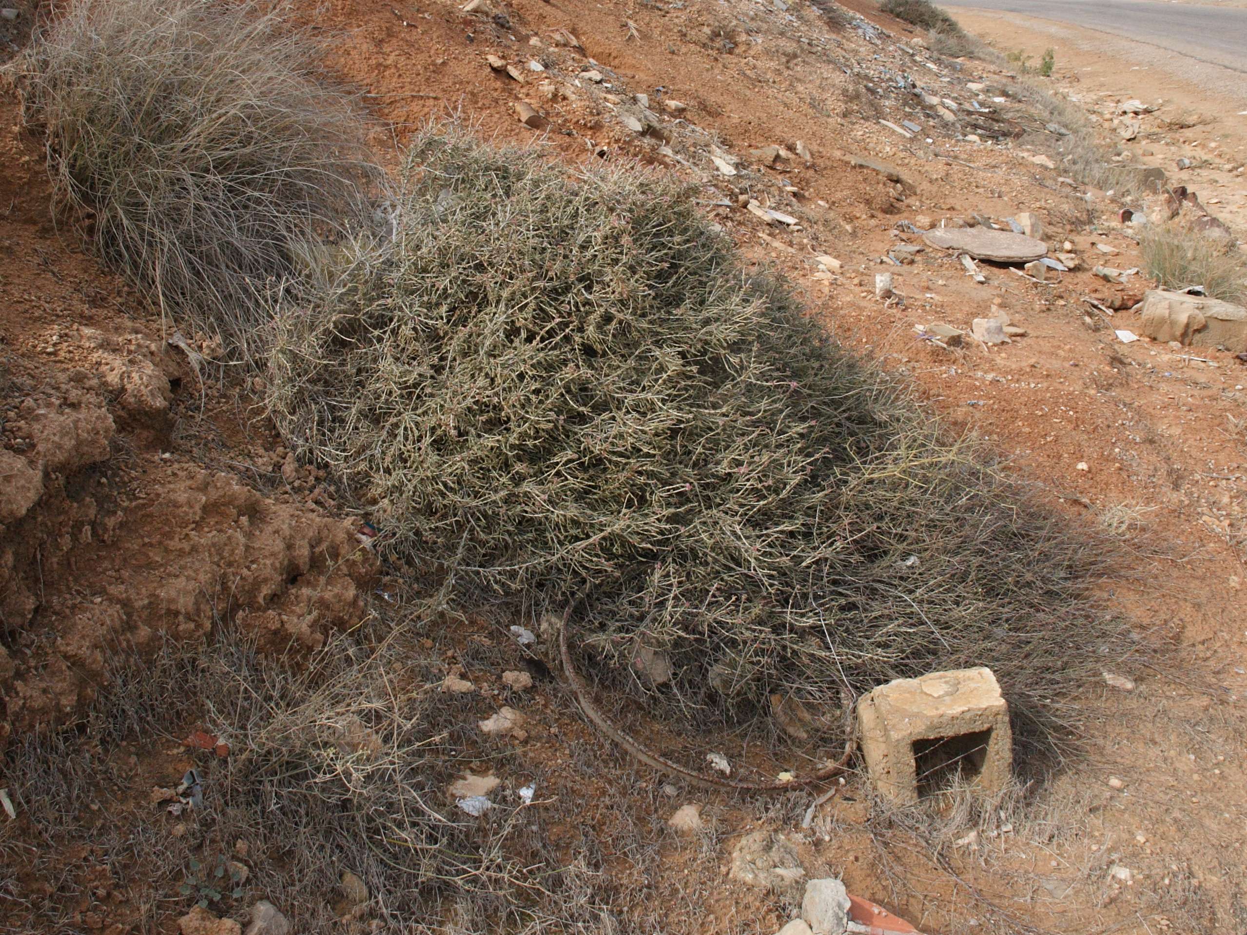 Afficher le média hammada_scoparia1bd hammada_scoparia1bd