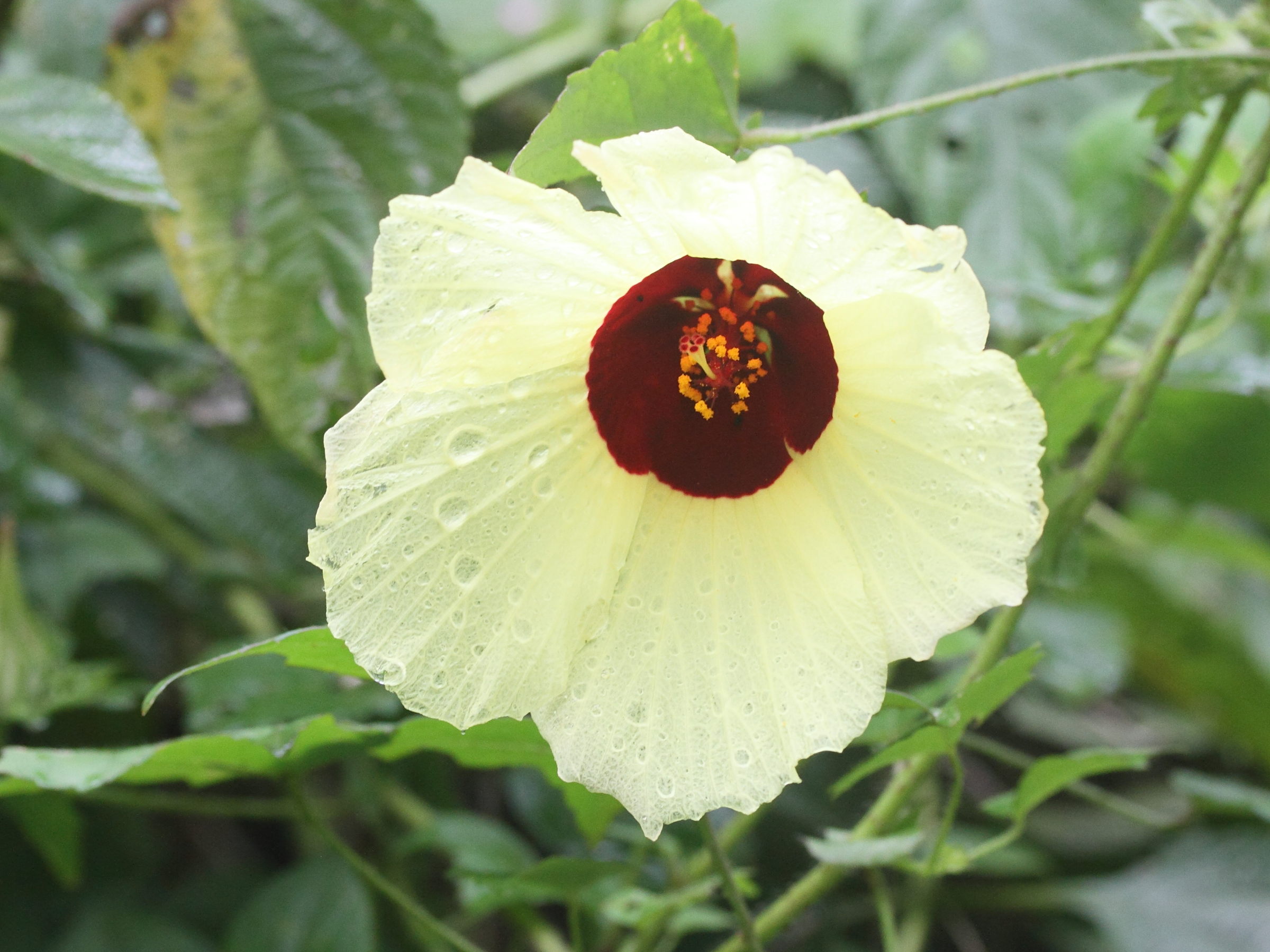 hibiscus_surattensis2md