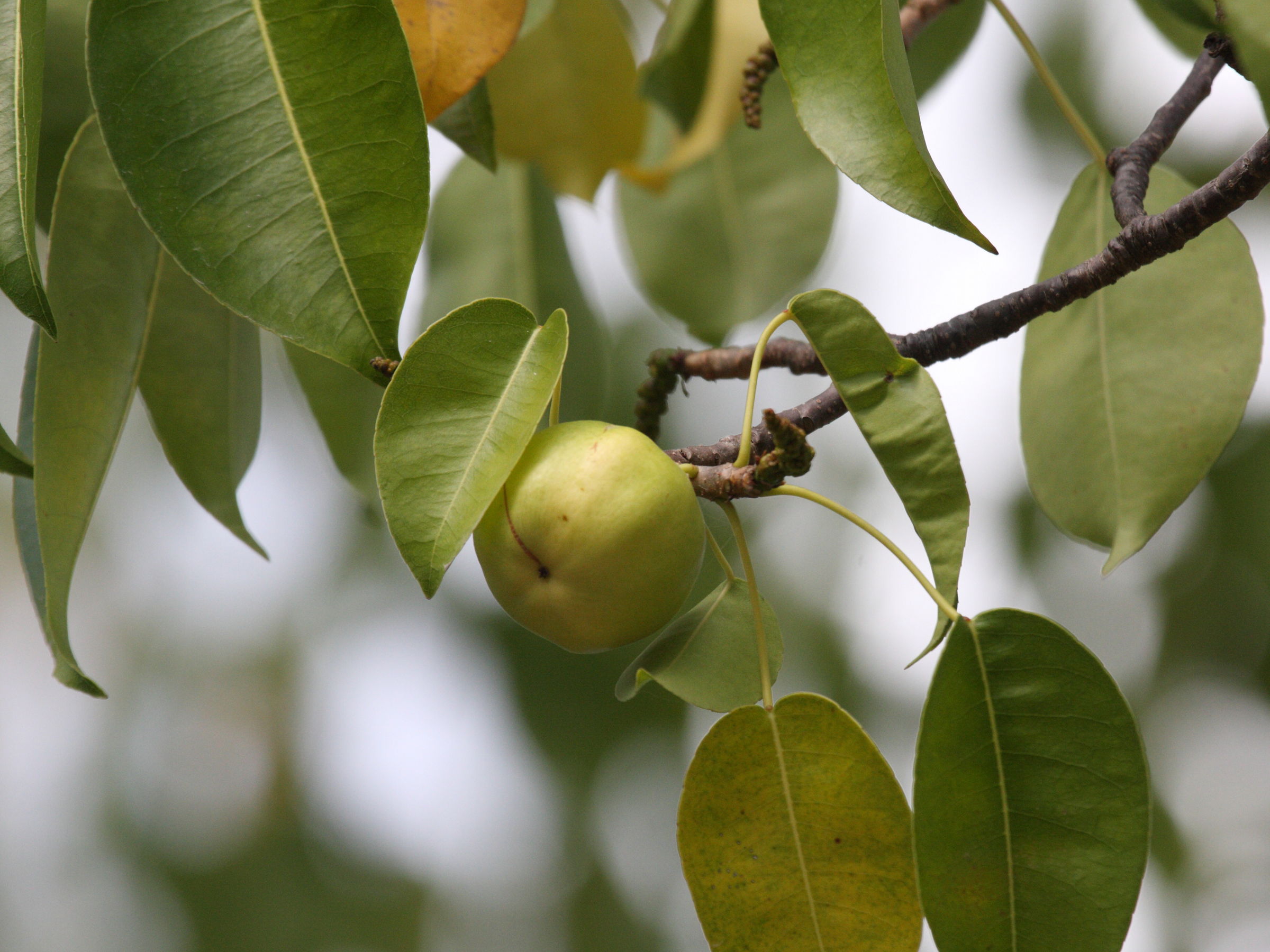 hippomane_mancinella5bd