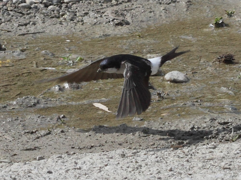 hirondelle_de_fenetre_-_delichon_urbicum6bd