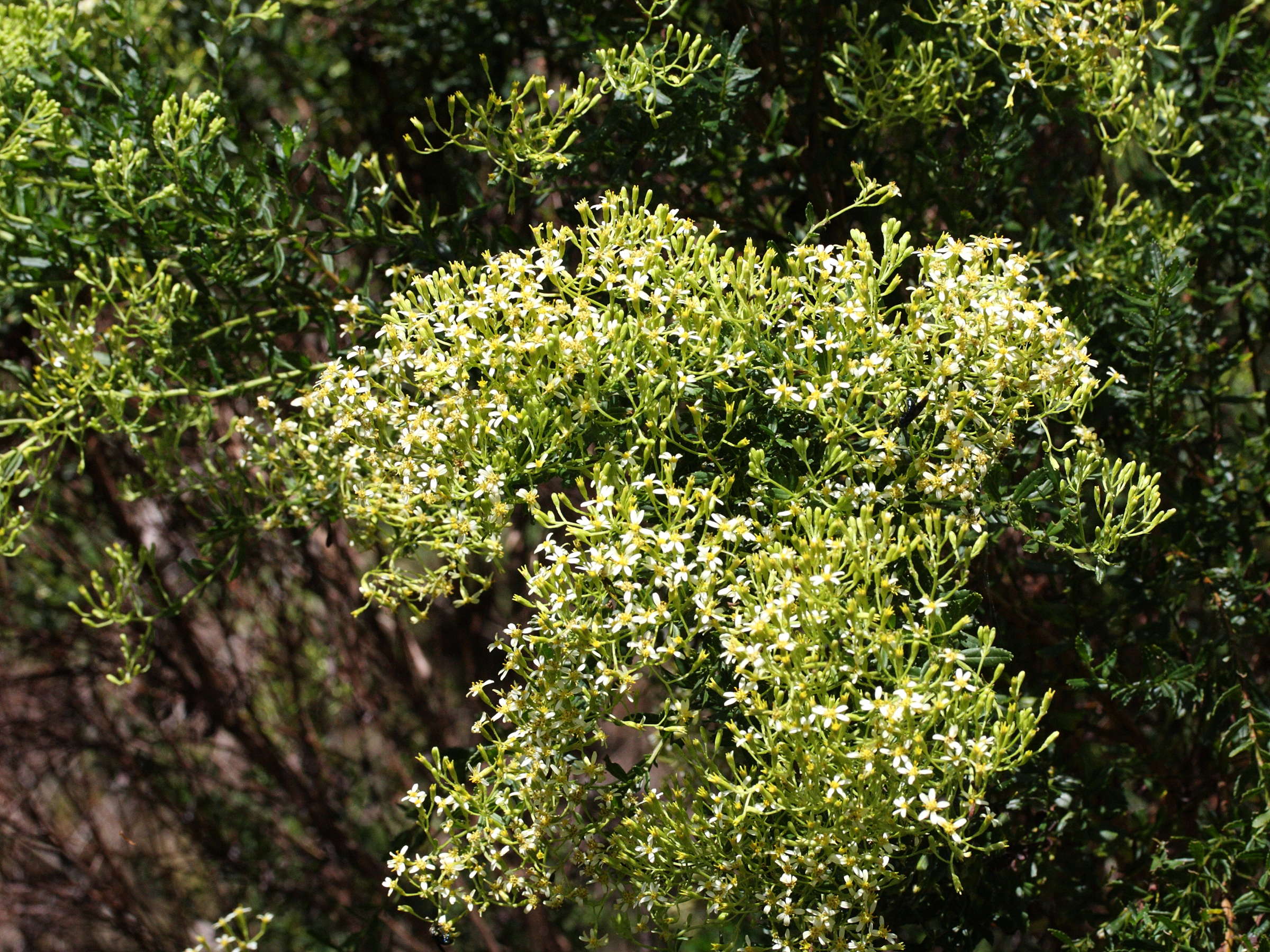 hubertia_ambavilla4md