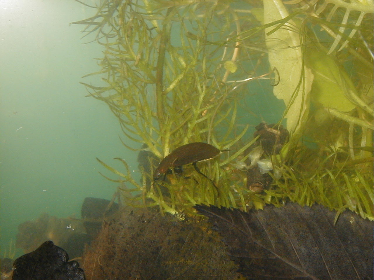 Afficher le média Hydrochara_caraboides Hydrochara_caraboides
