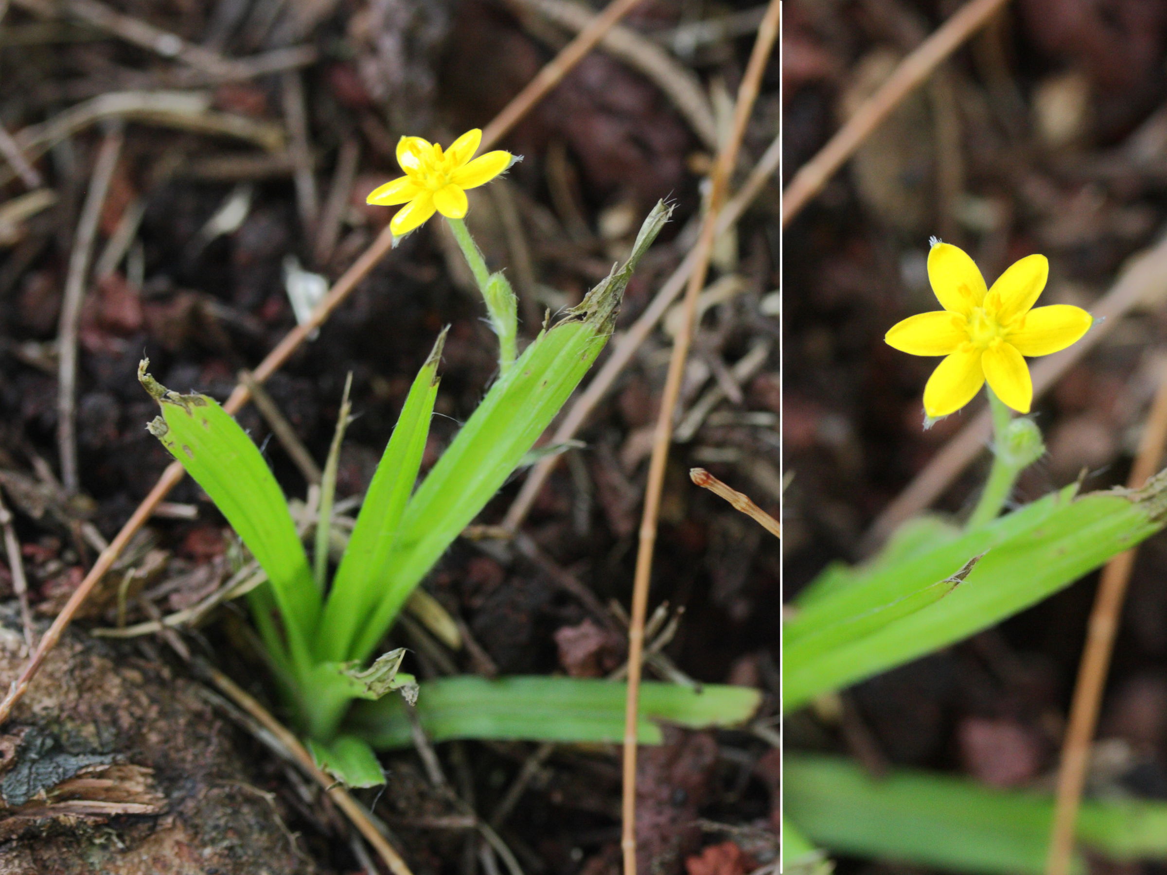 hypoxis_angustifolia1md