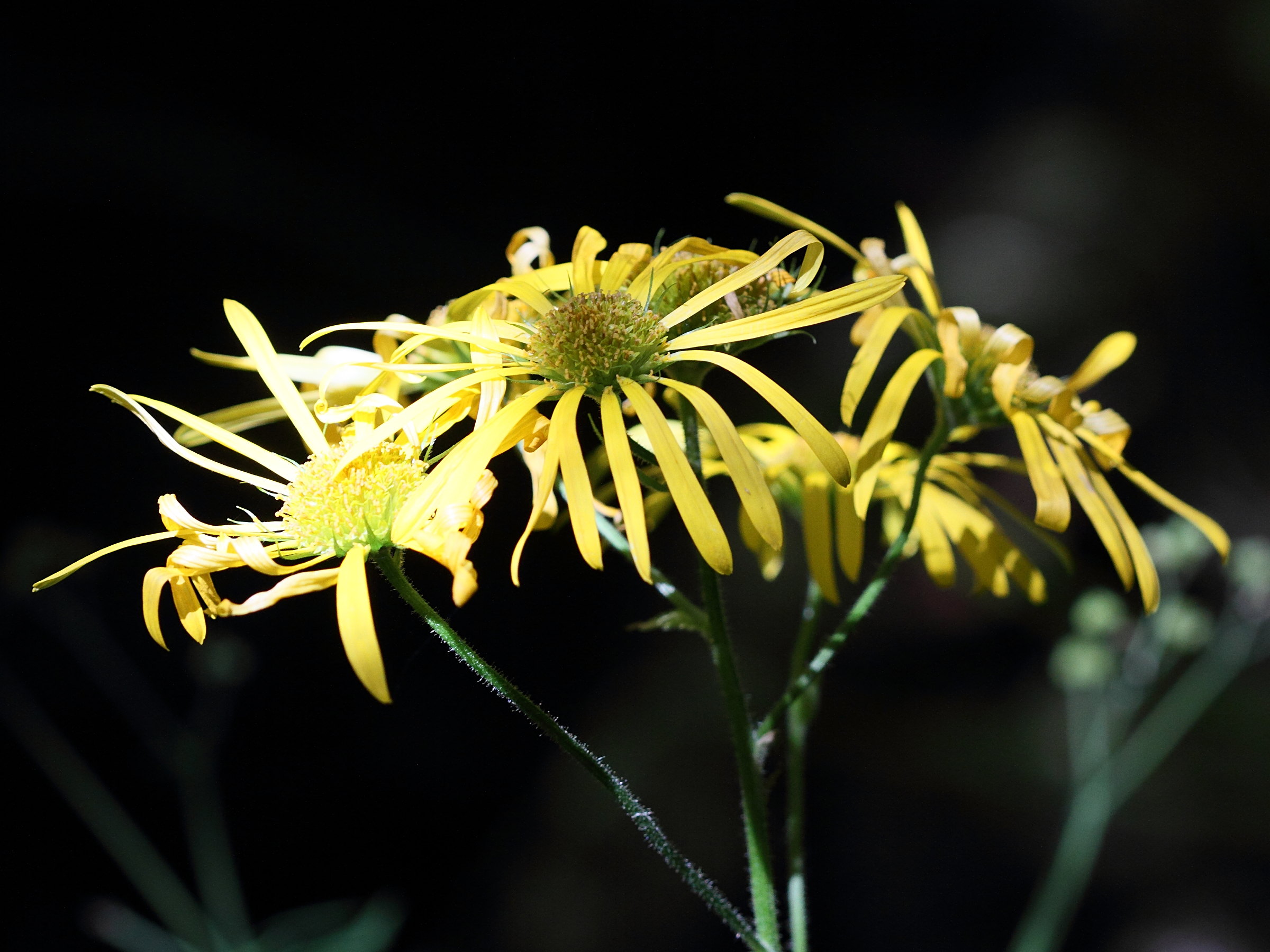 Afficher le média inula_britannica2bmd inula_britannica2bmd