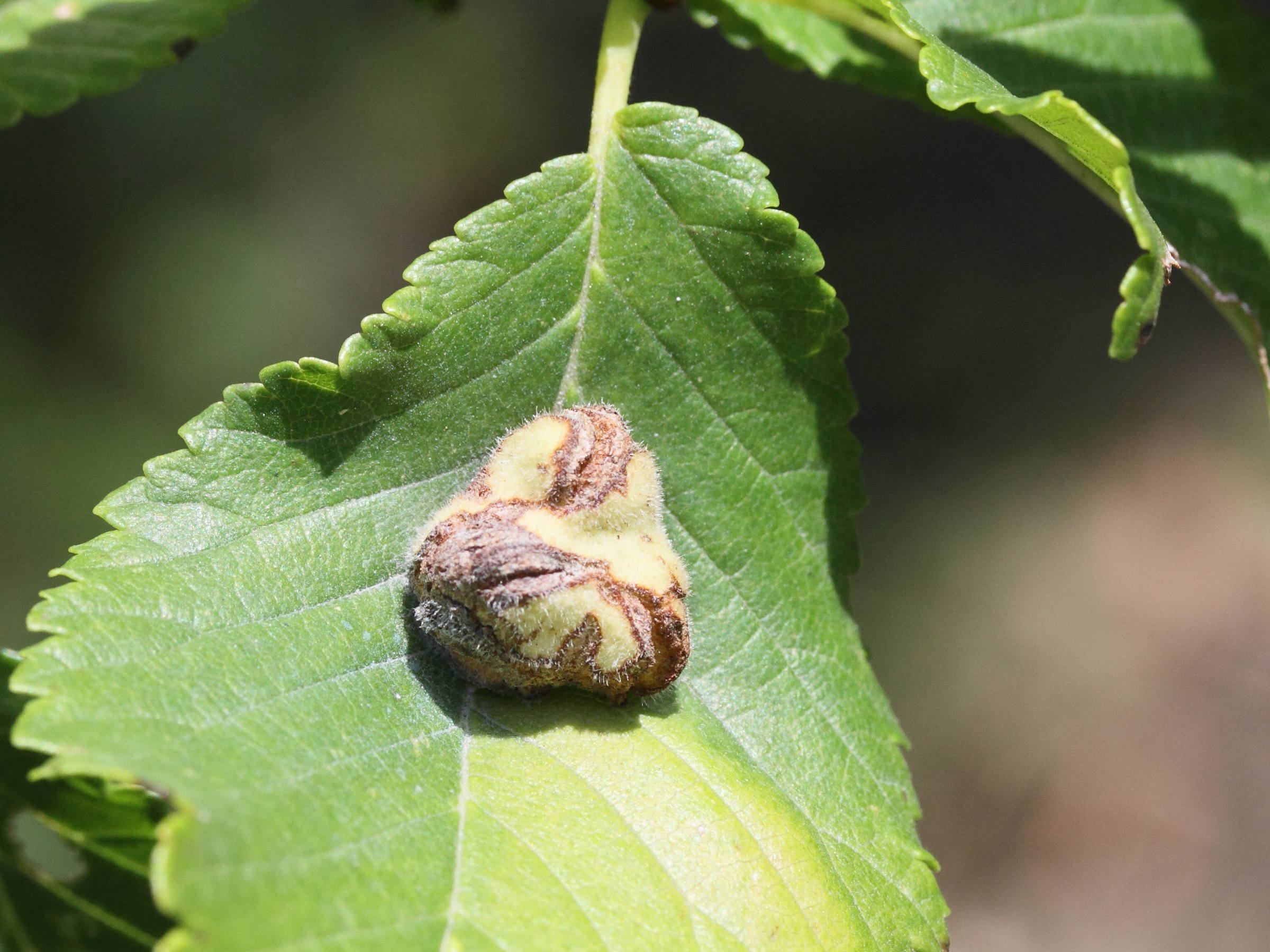 kaltenbachiella_pallida_galle1md