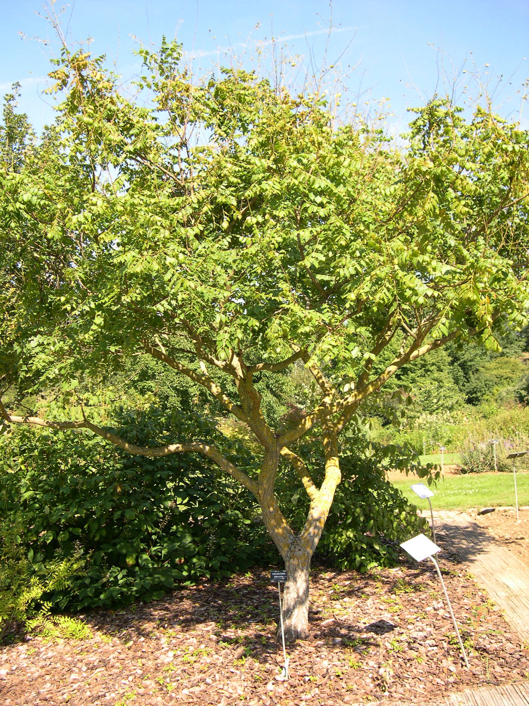 koelreuteria_paniculata1bmd