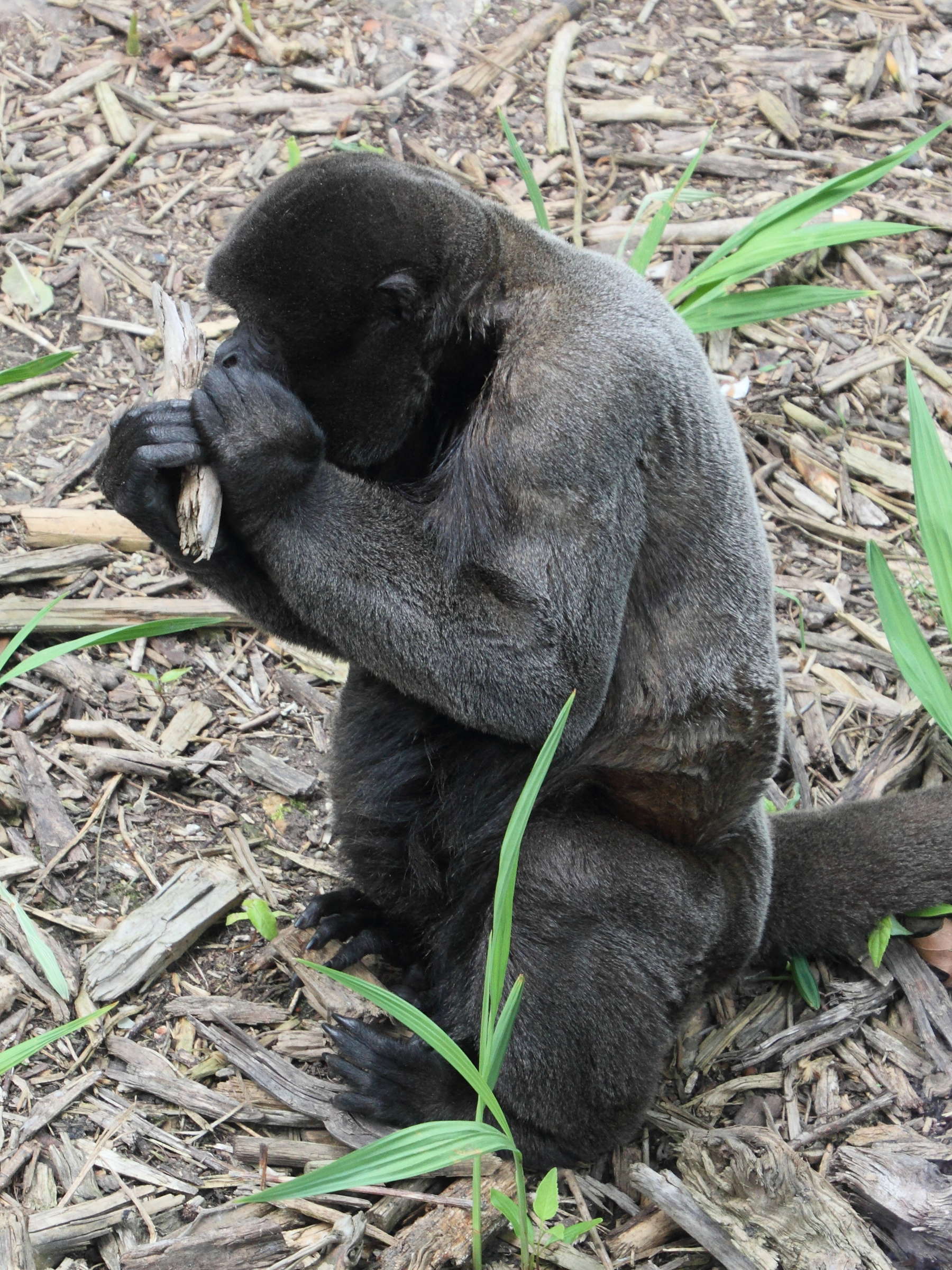 lagothrix_lagotricha1md