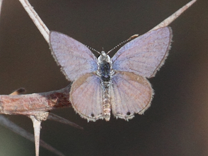 lampides_boeticus4bd