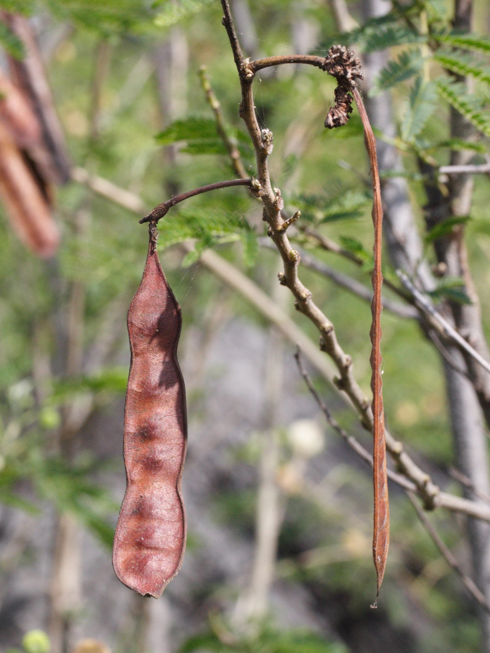 leucaena_leucocephala2md