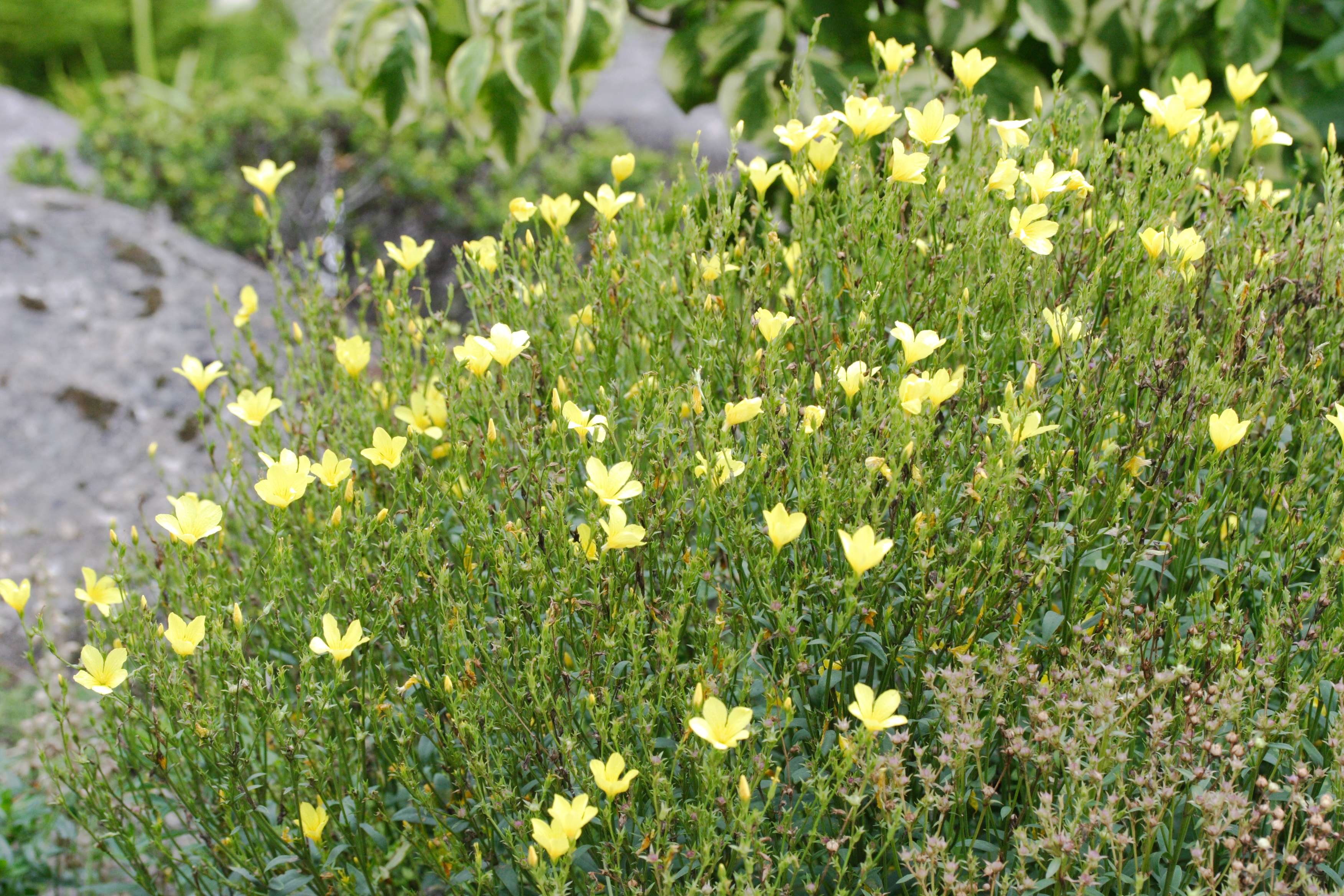 linum_campanulatum1md