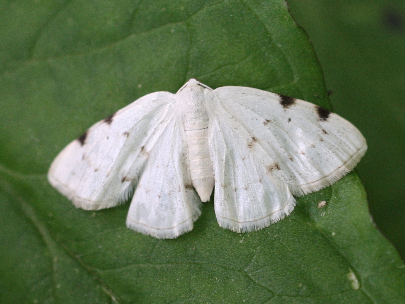 Afficher le média Lomographa_bimaculata Lomographa_bimaculata
