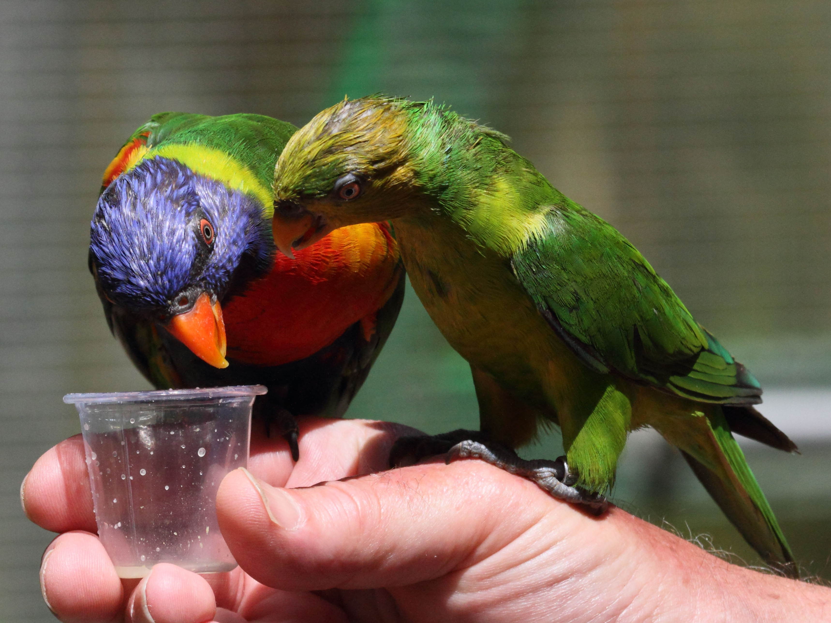 loriquet_de_swainson_-_trichoglossus_moluccanus2bd