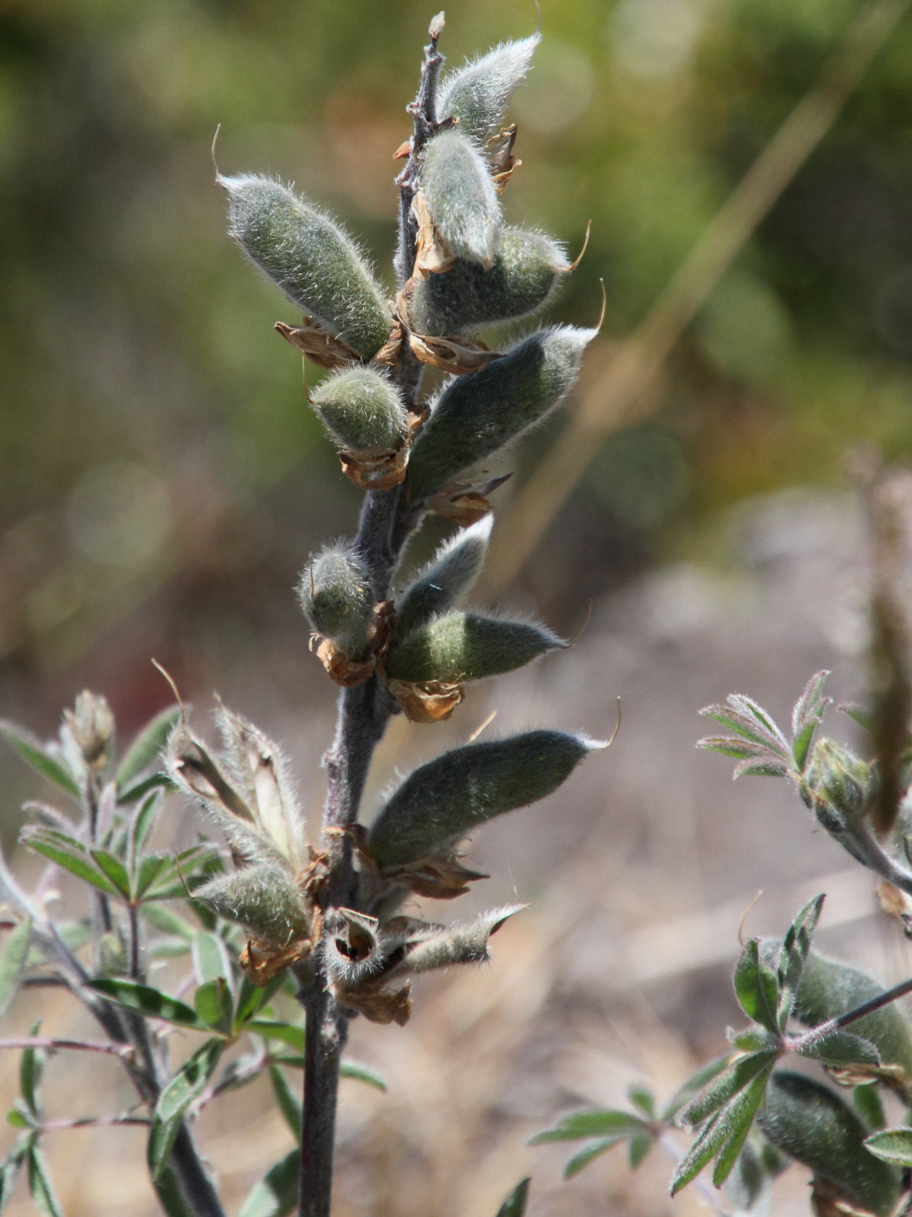 lupinus_costaricensis3md