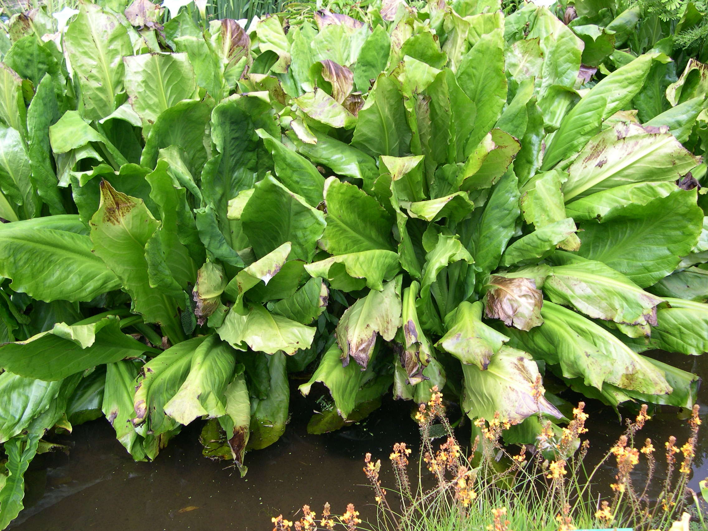 Lysichiton_americanus