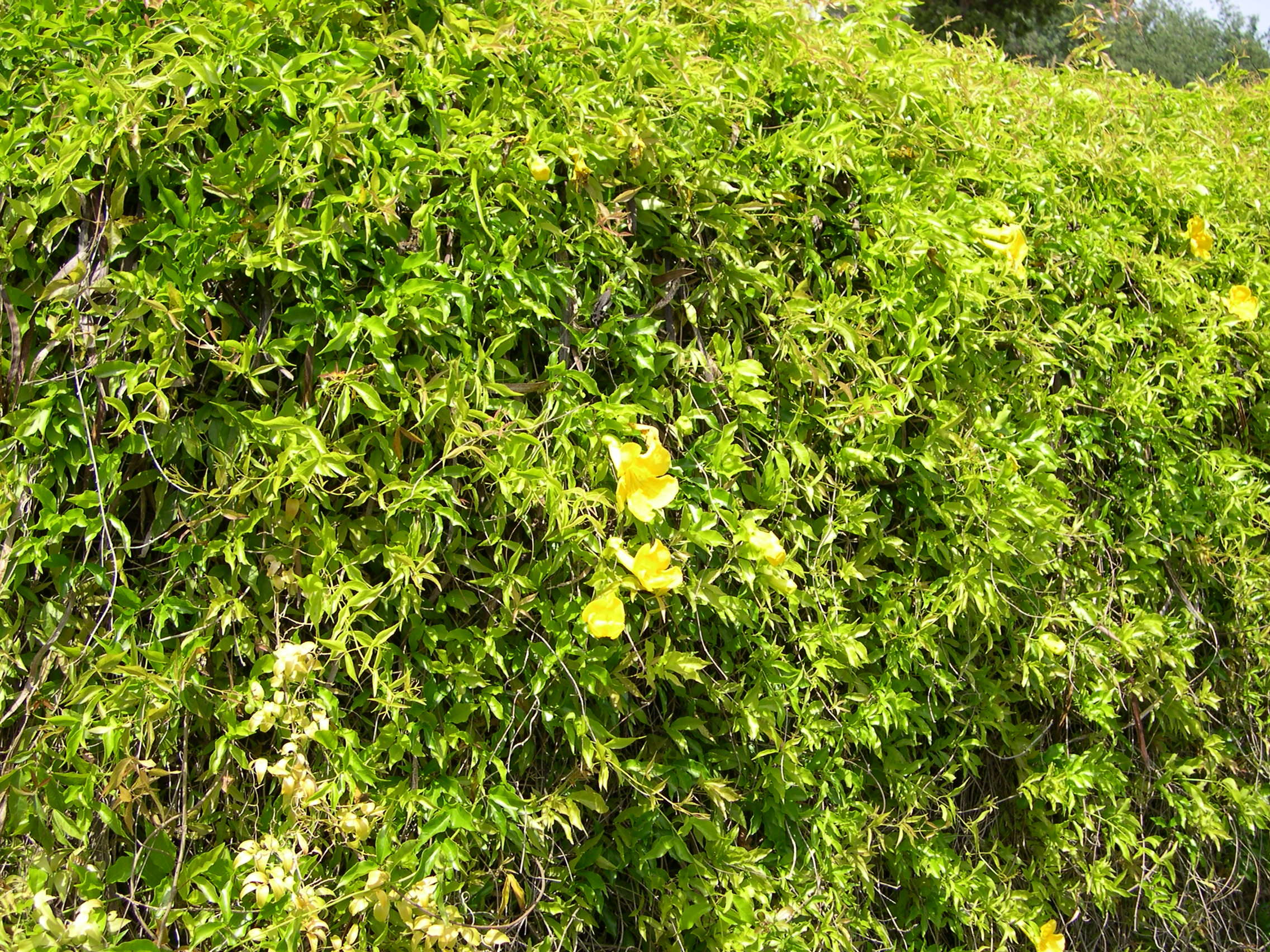 macfadyena_unguis-cati1md