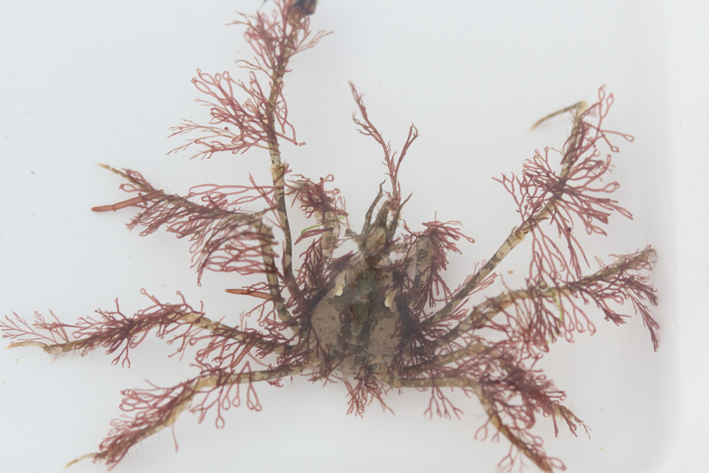 macropodia_rostrata4md