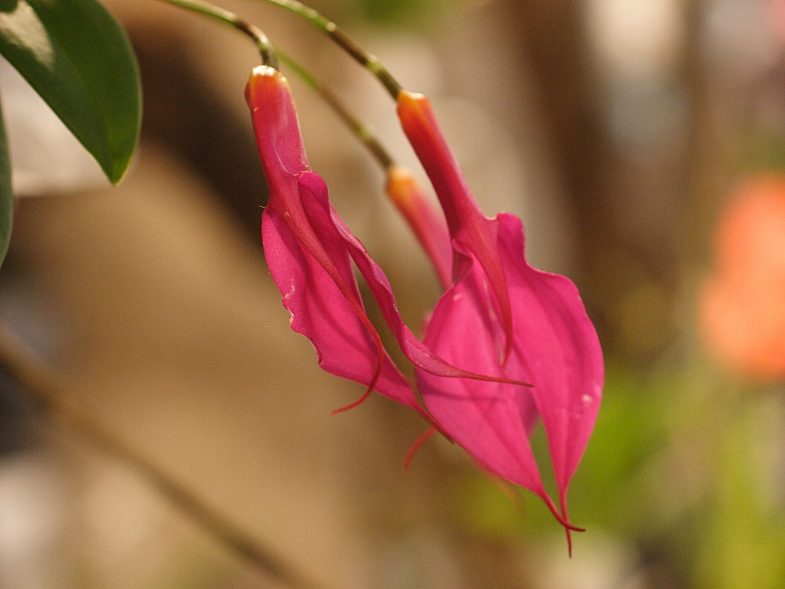 masdevallia_rosea2md