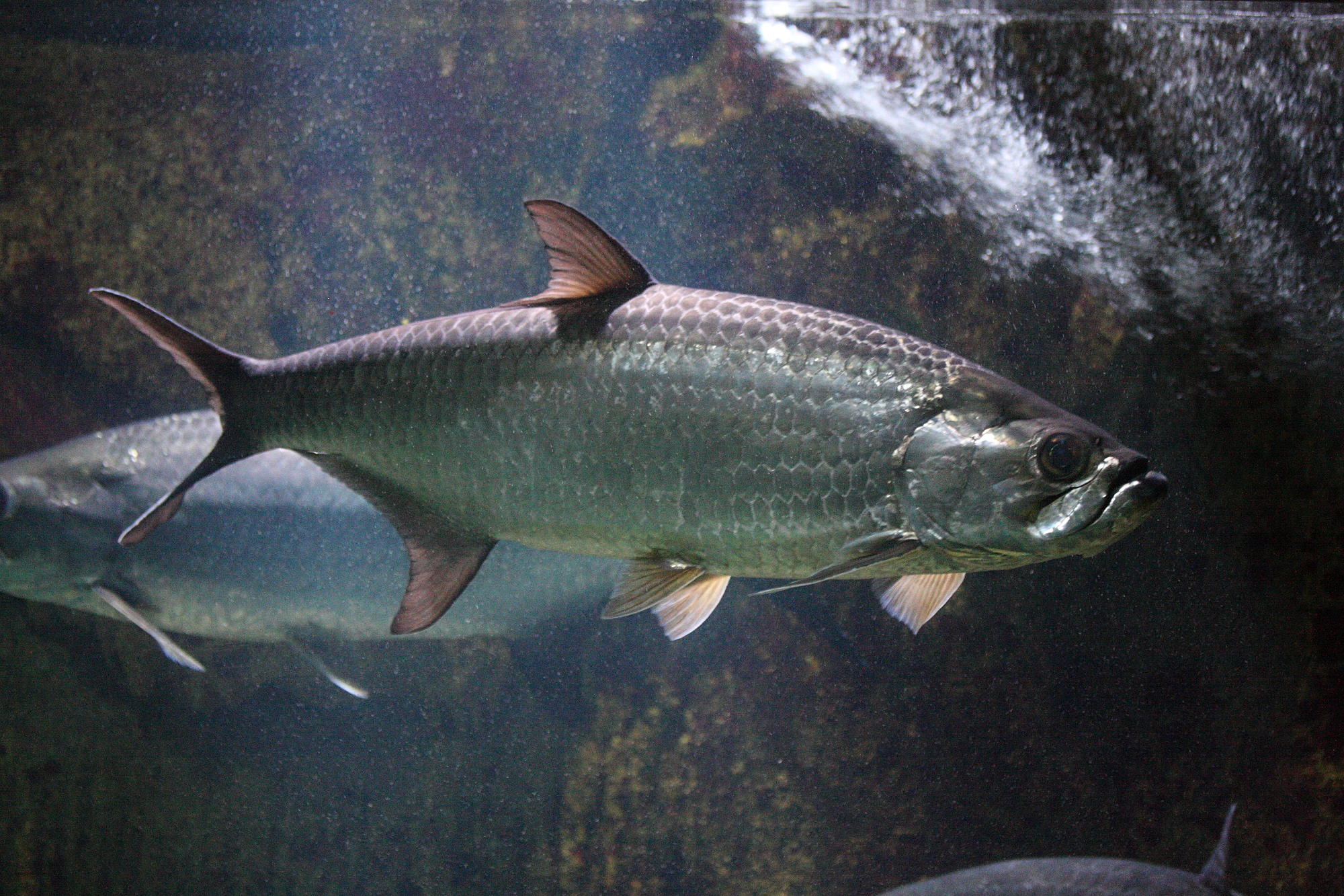 megalops_atlanticus1md