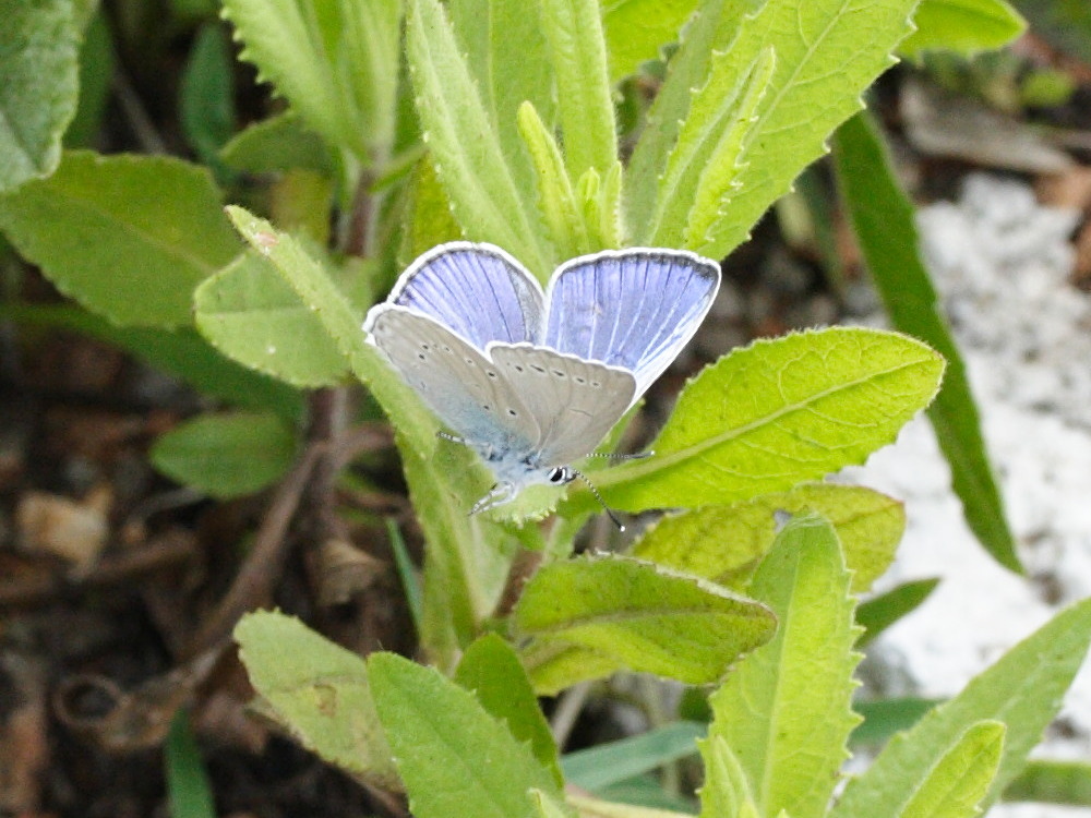 meleageria_daphnis2md