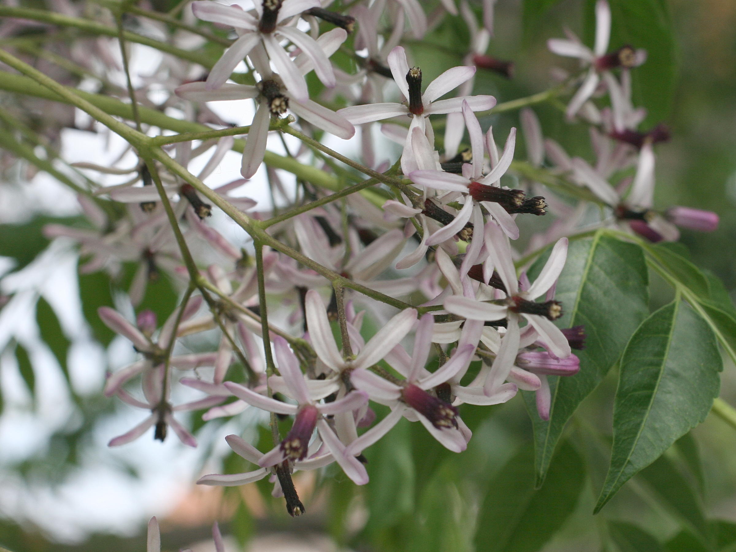 Afficher le média Melia_azedarach Melia_azedarach