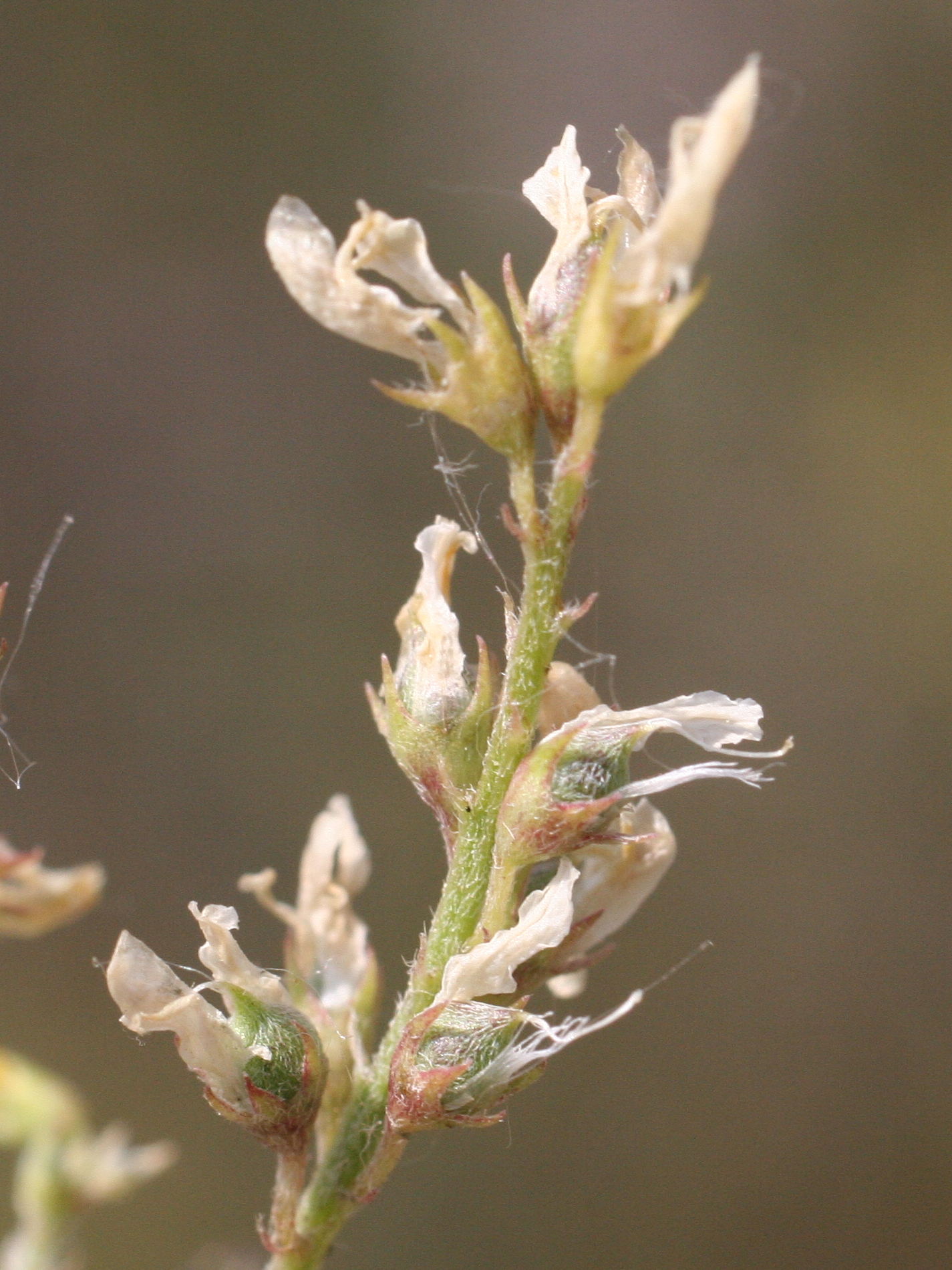 Afficher le média melilotus_neapolitanus3md melilotus_neapolitanus3md