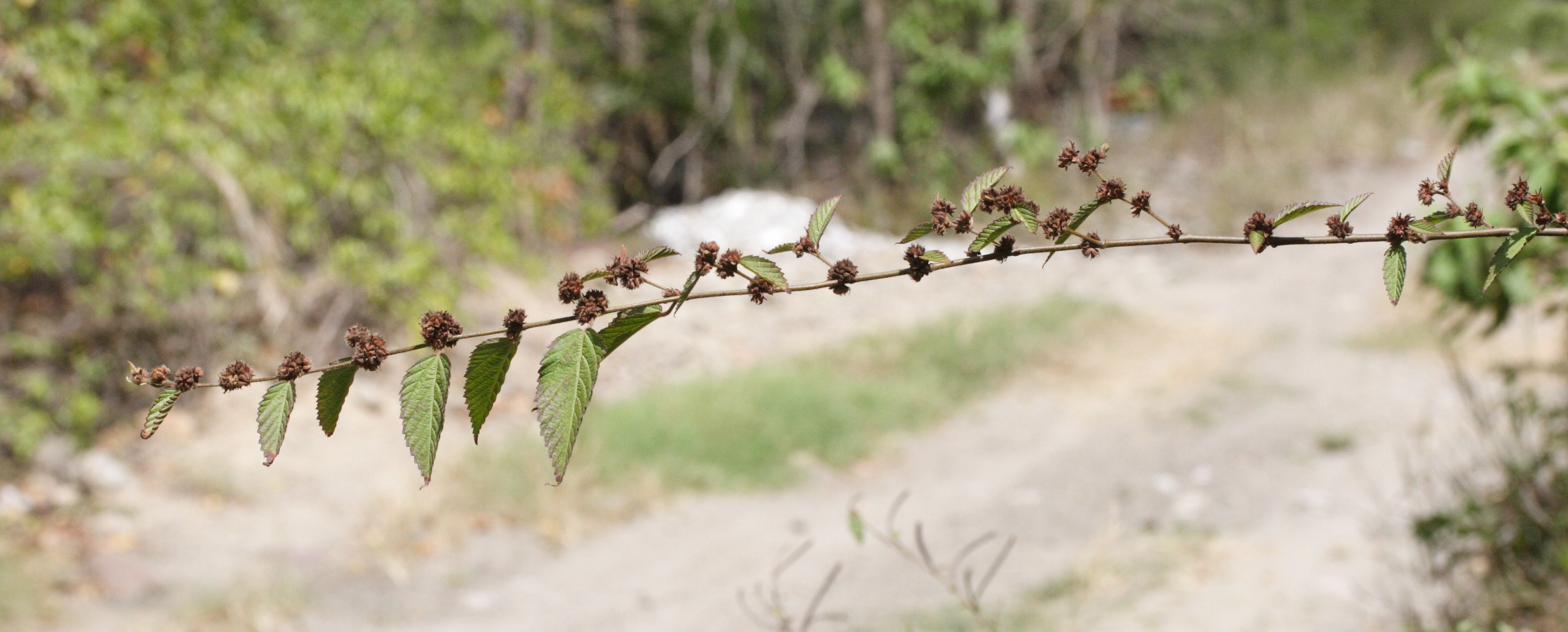 Afficher le média melochia_nodiflora1md melochia_nodiflora1md