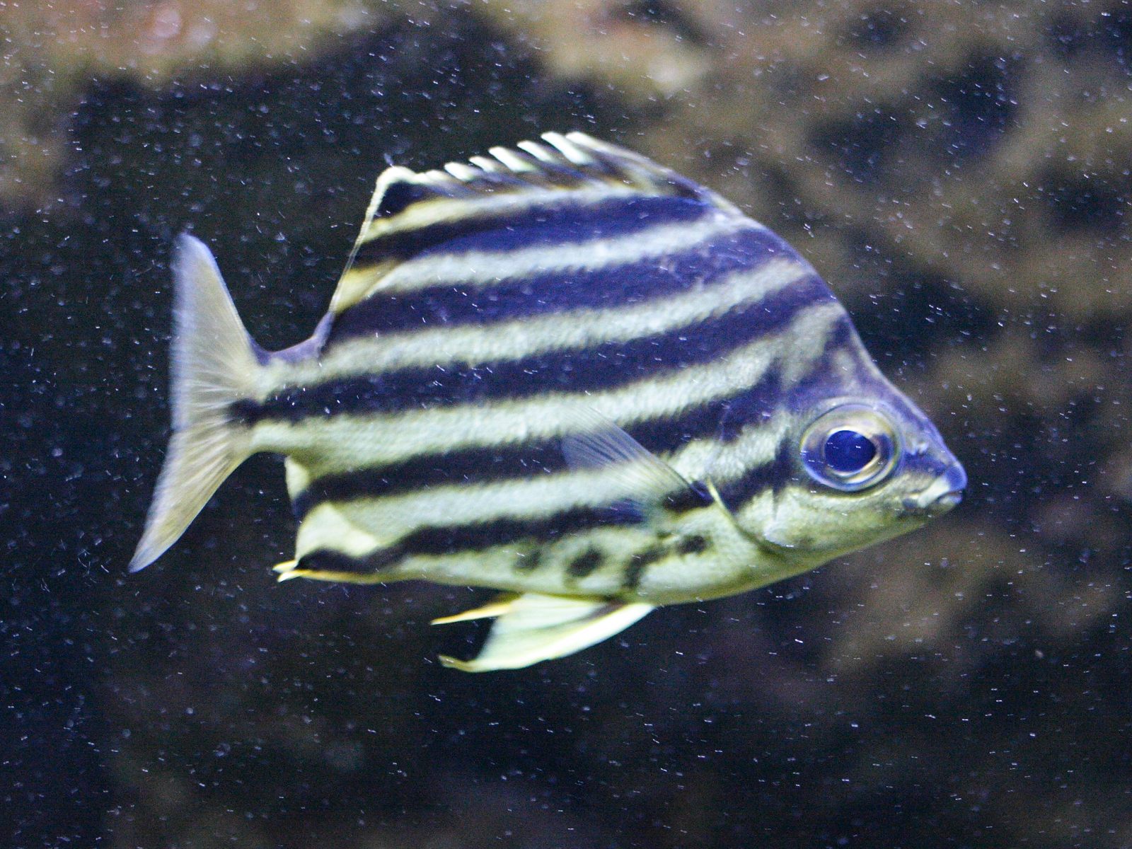 microcanthus_strigatus1md