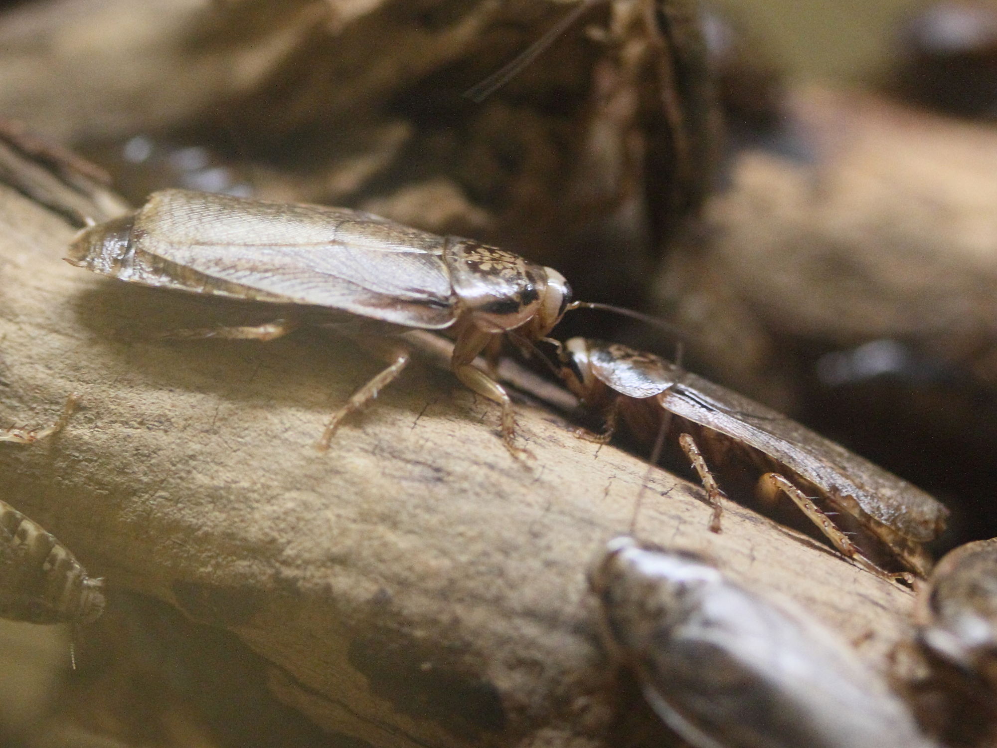 nauphoeta_cinerea1md