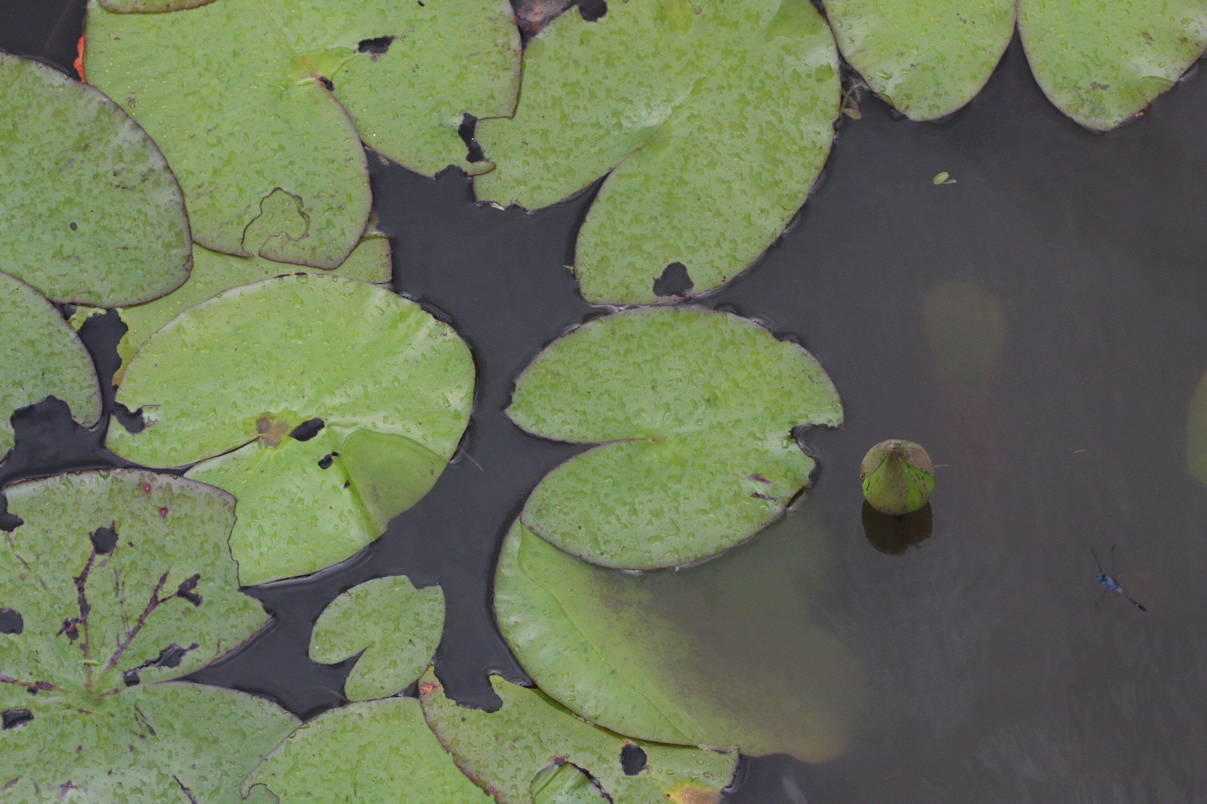 nymphaea_amazonum1md