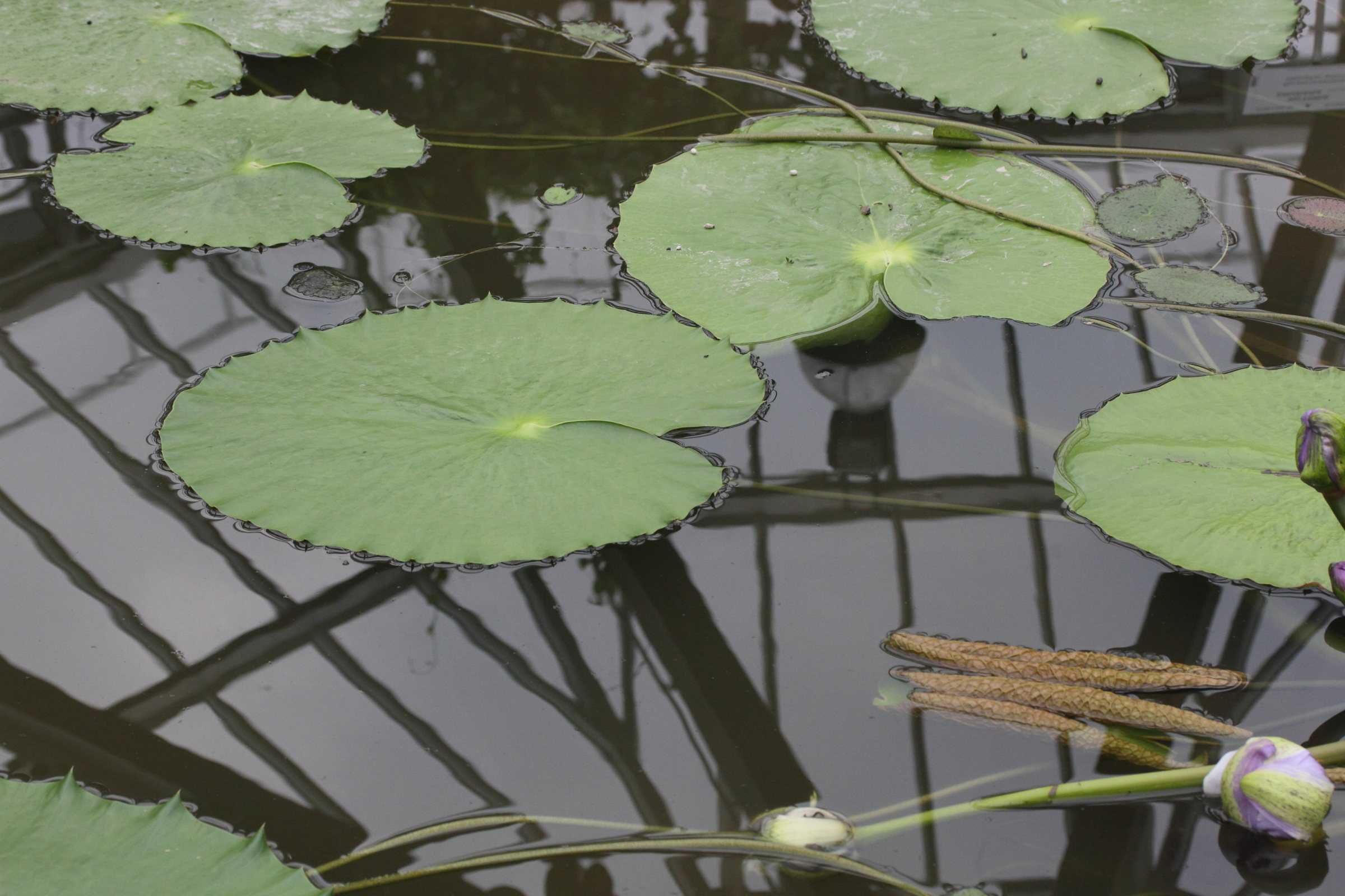 nymphaea_gigantea3md