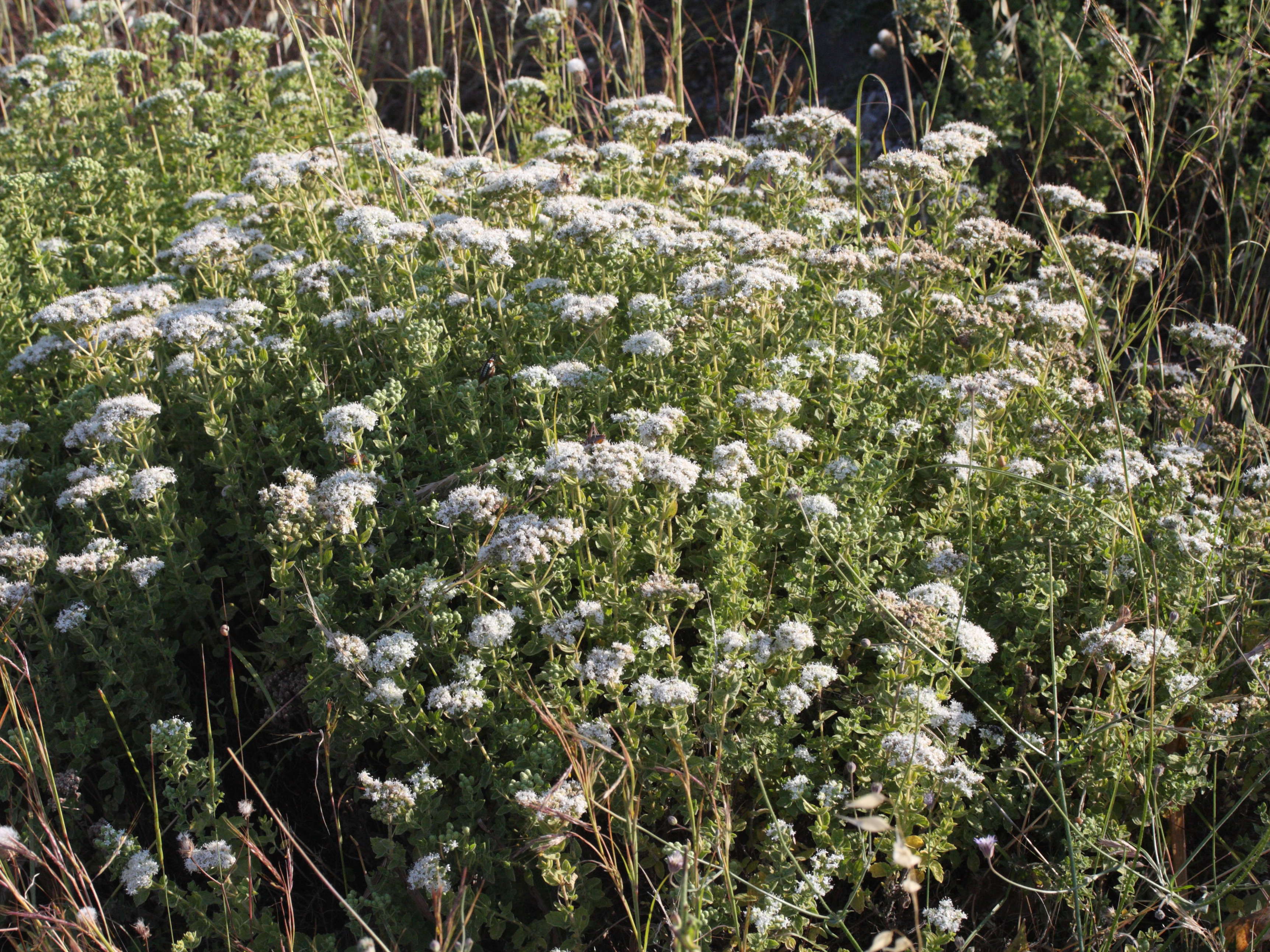 Afficher le média origanum_onites1md origanum_onites1md