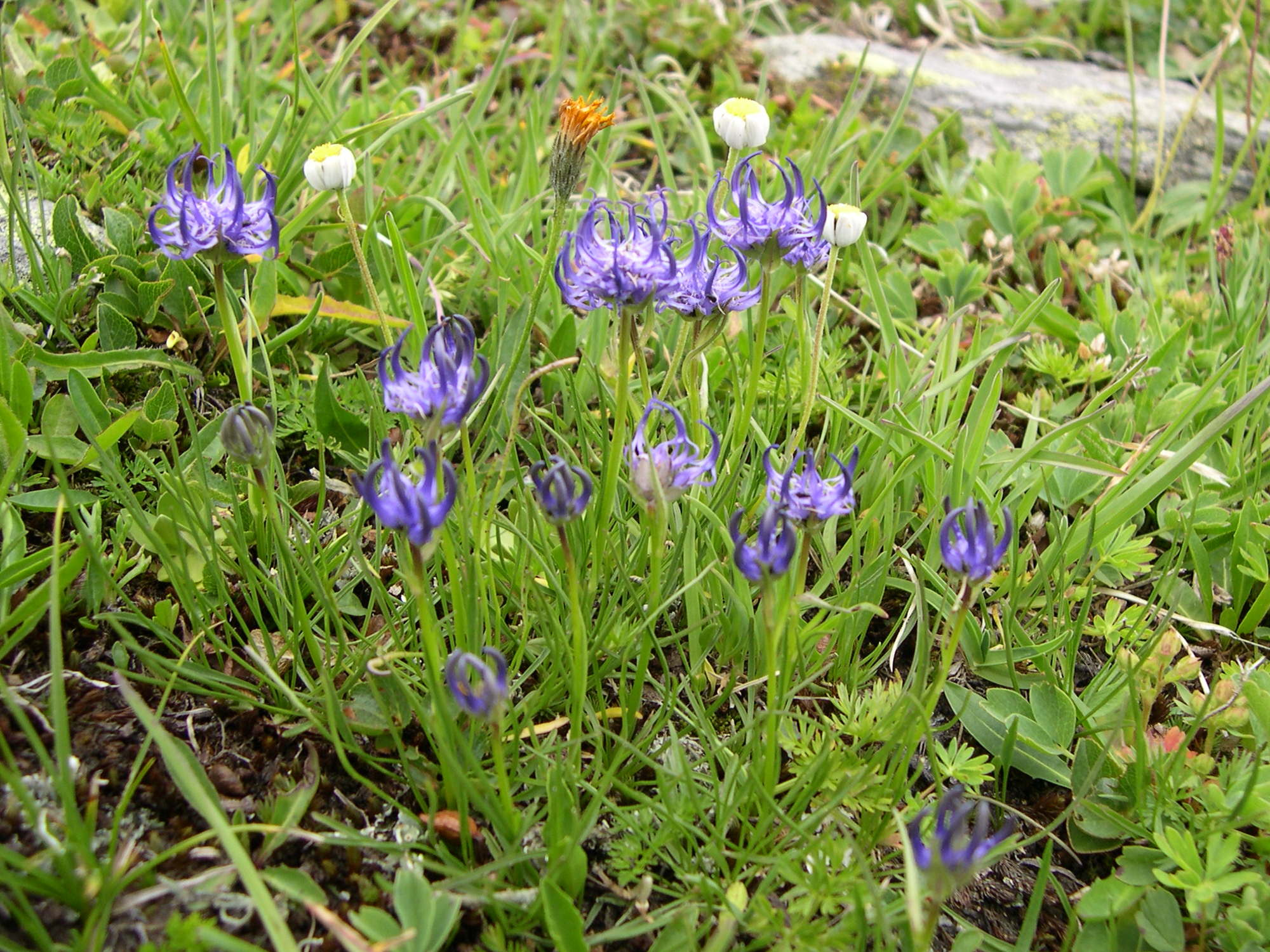 phyteuma_hemisphaericum1md