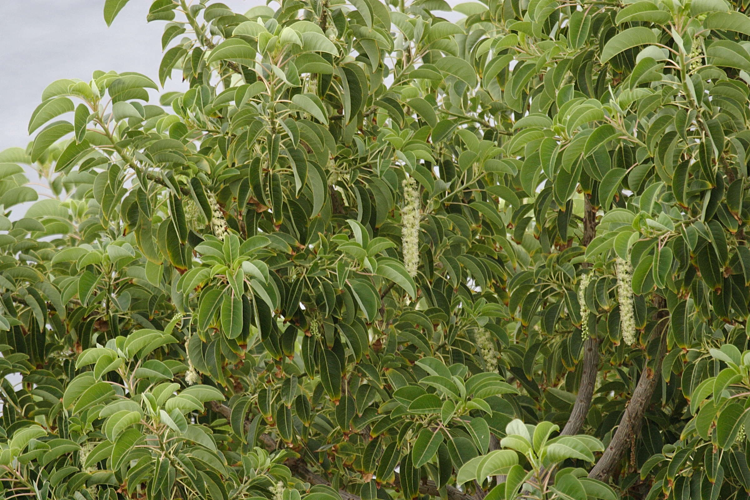 phytolacca_dioica4bd