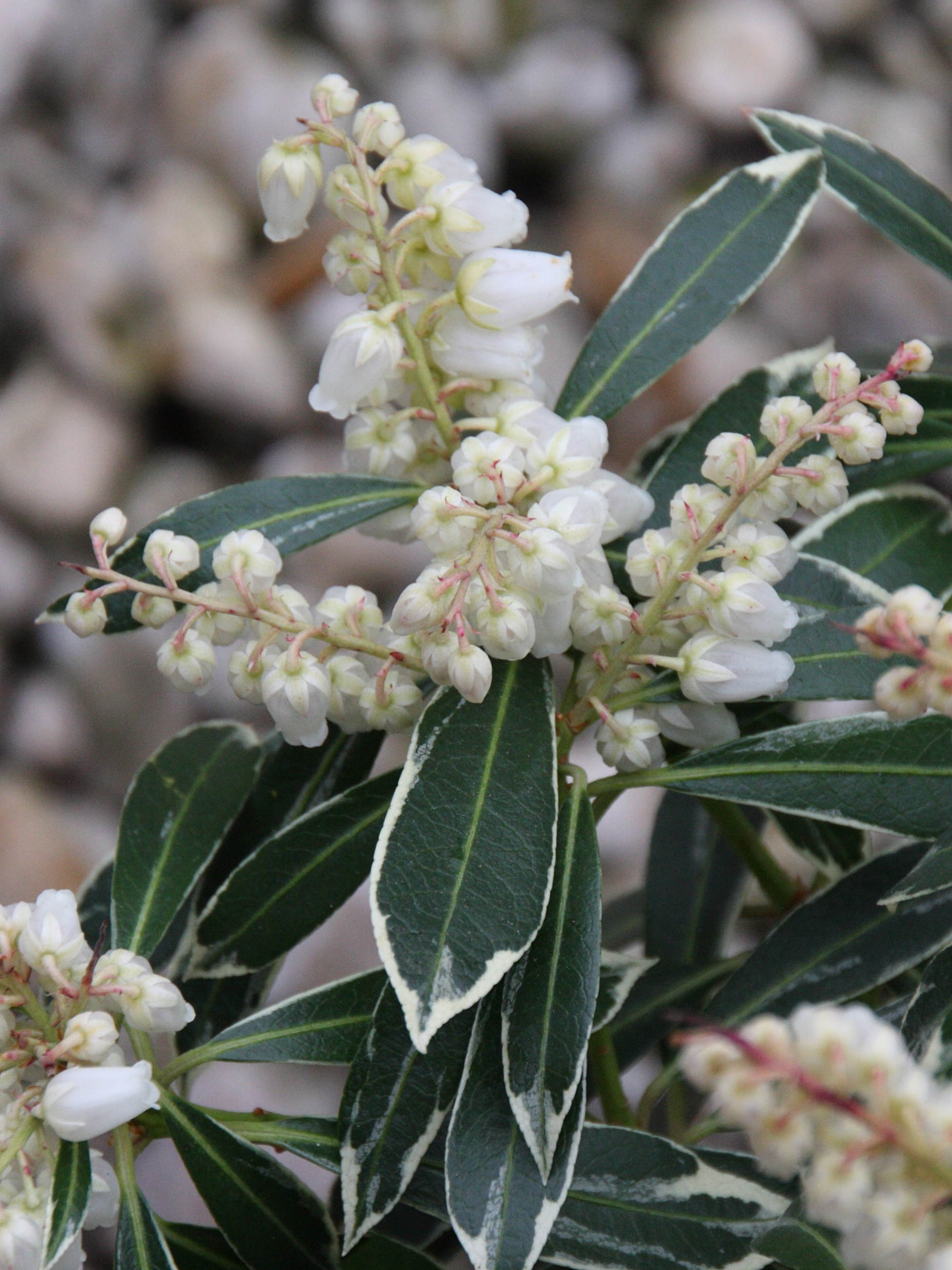 pieris_japonica_flaming_silver4md