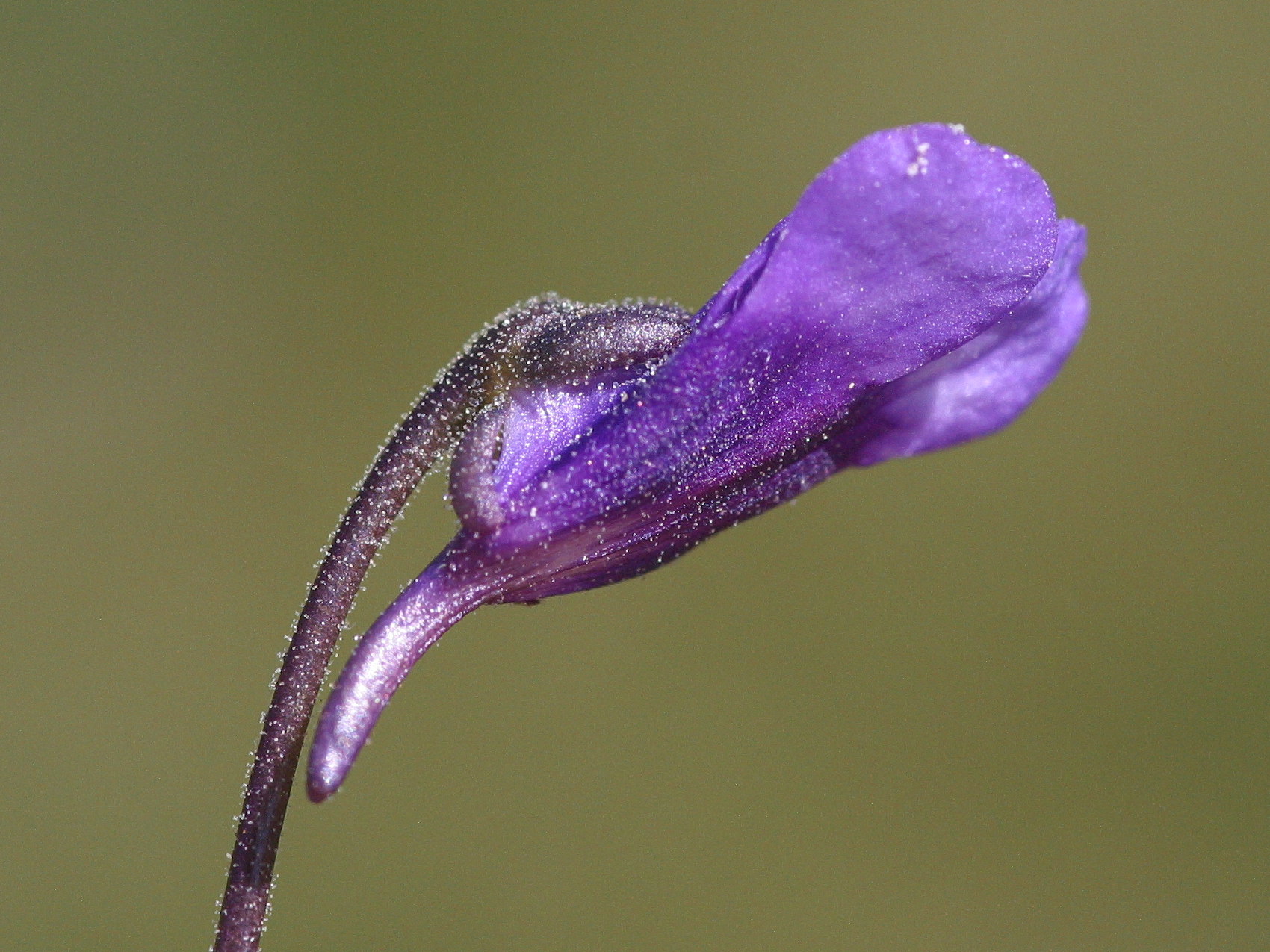 Afficher le média pinguicula_vulgaris3md pinguicula_vulgaris3md