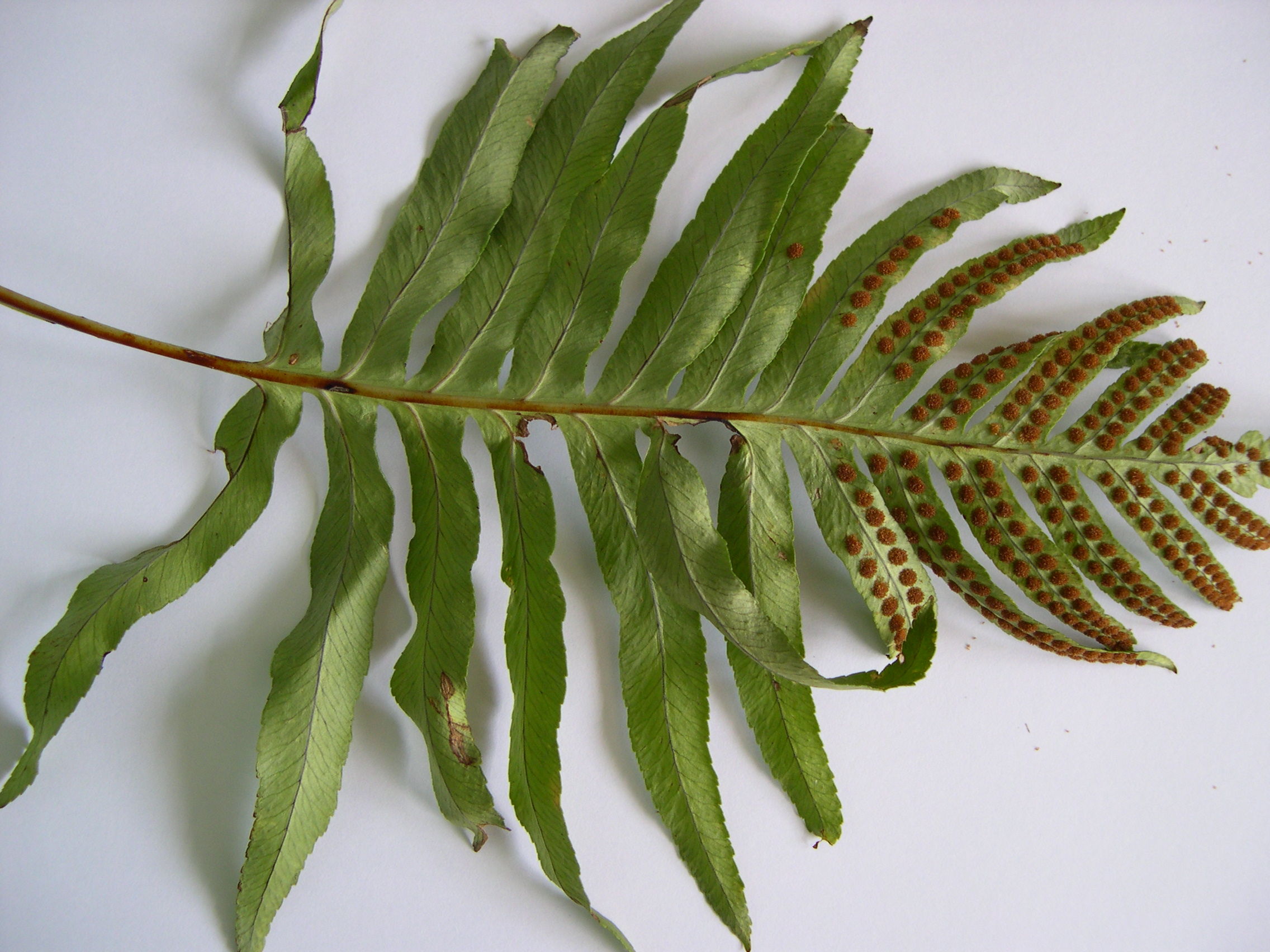 polypodium_australe3md