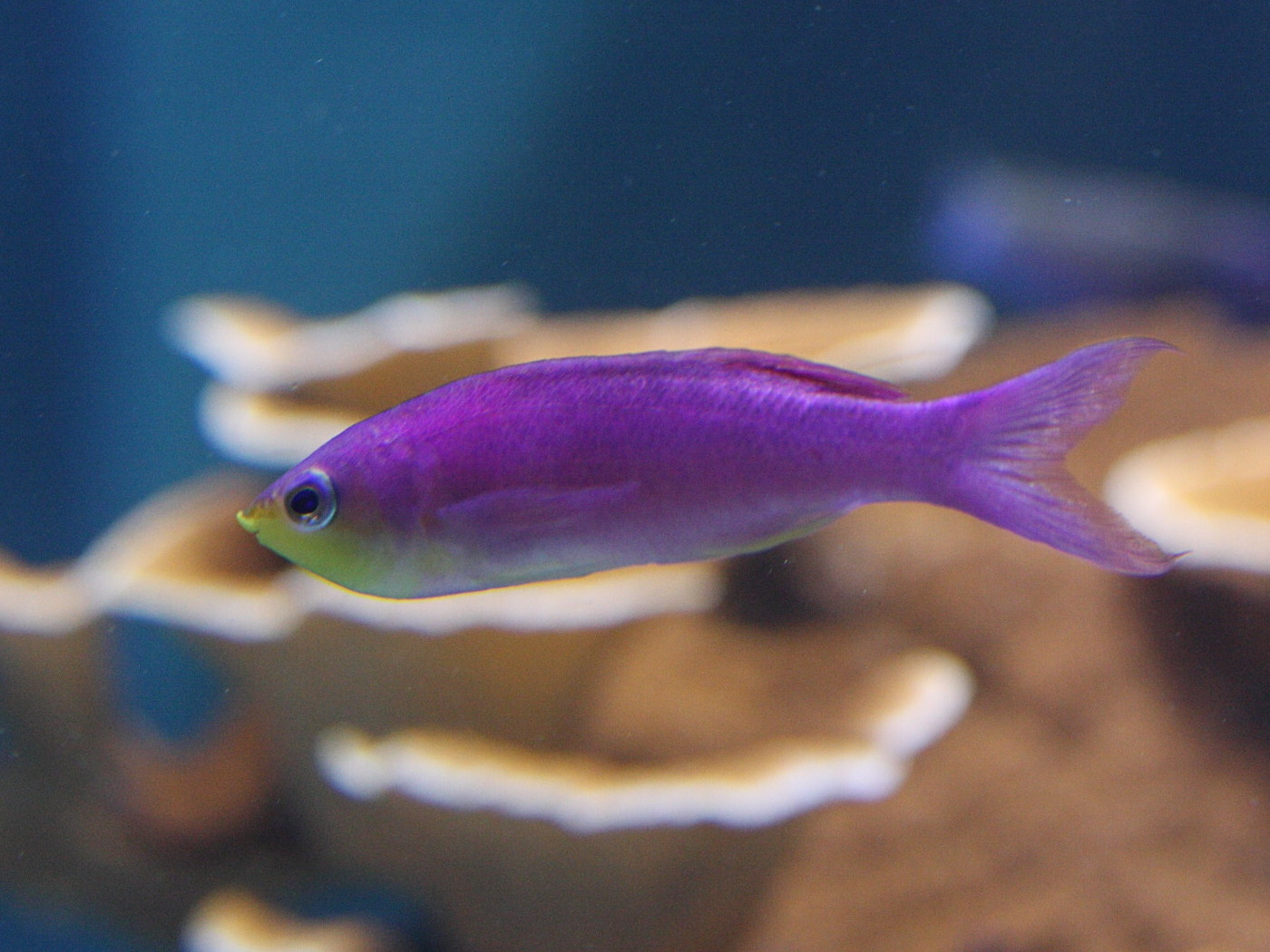 pseudanthias_tuka2md