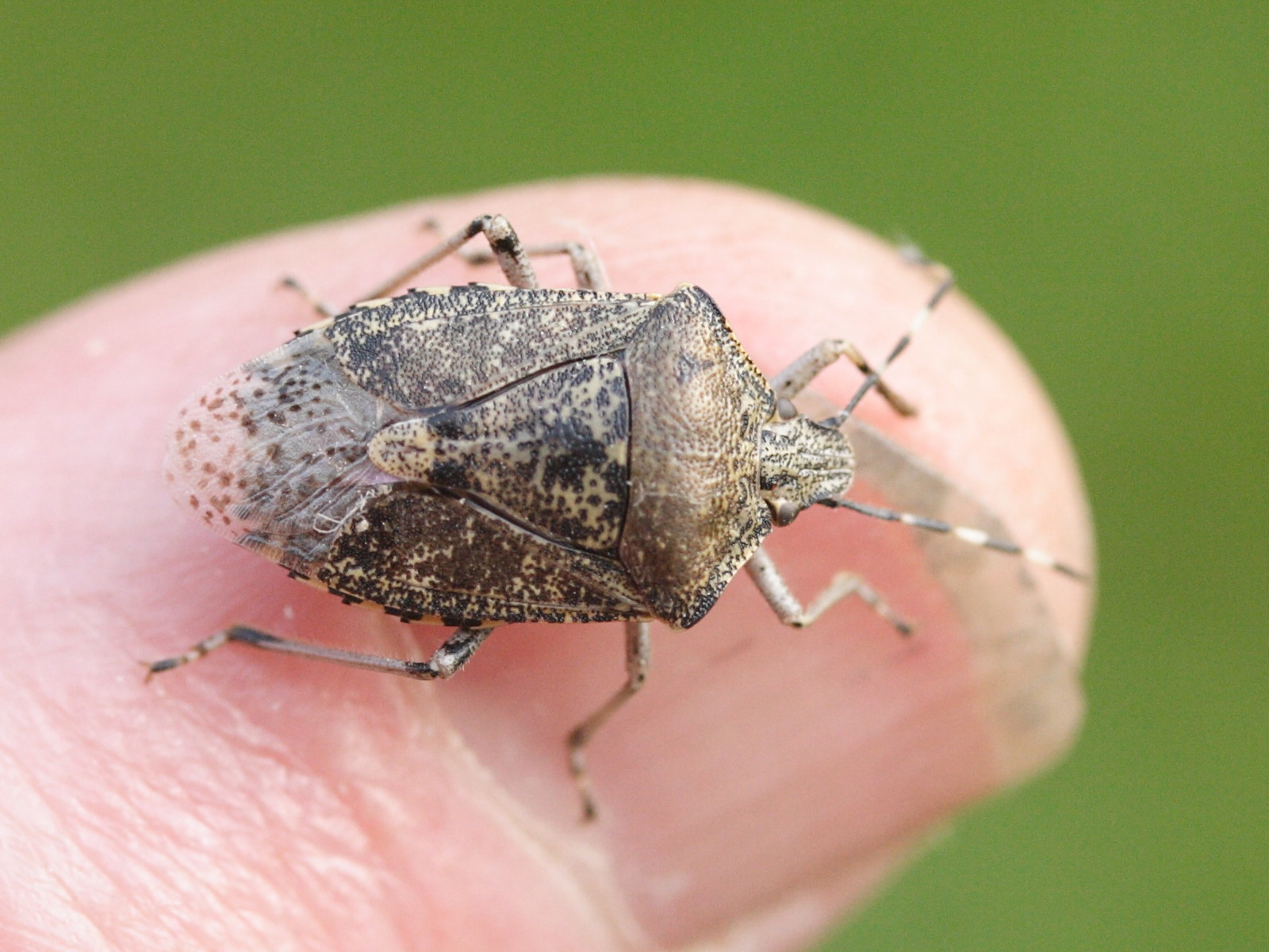 rhaphigaster_nebulosa