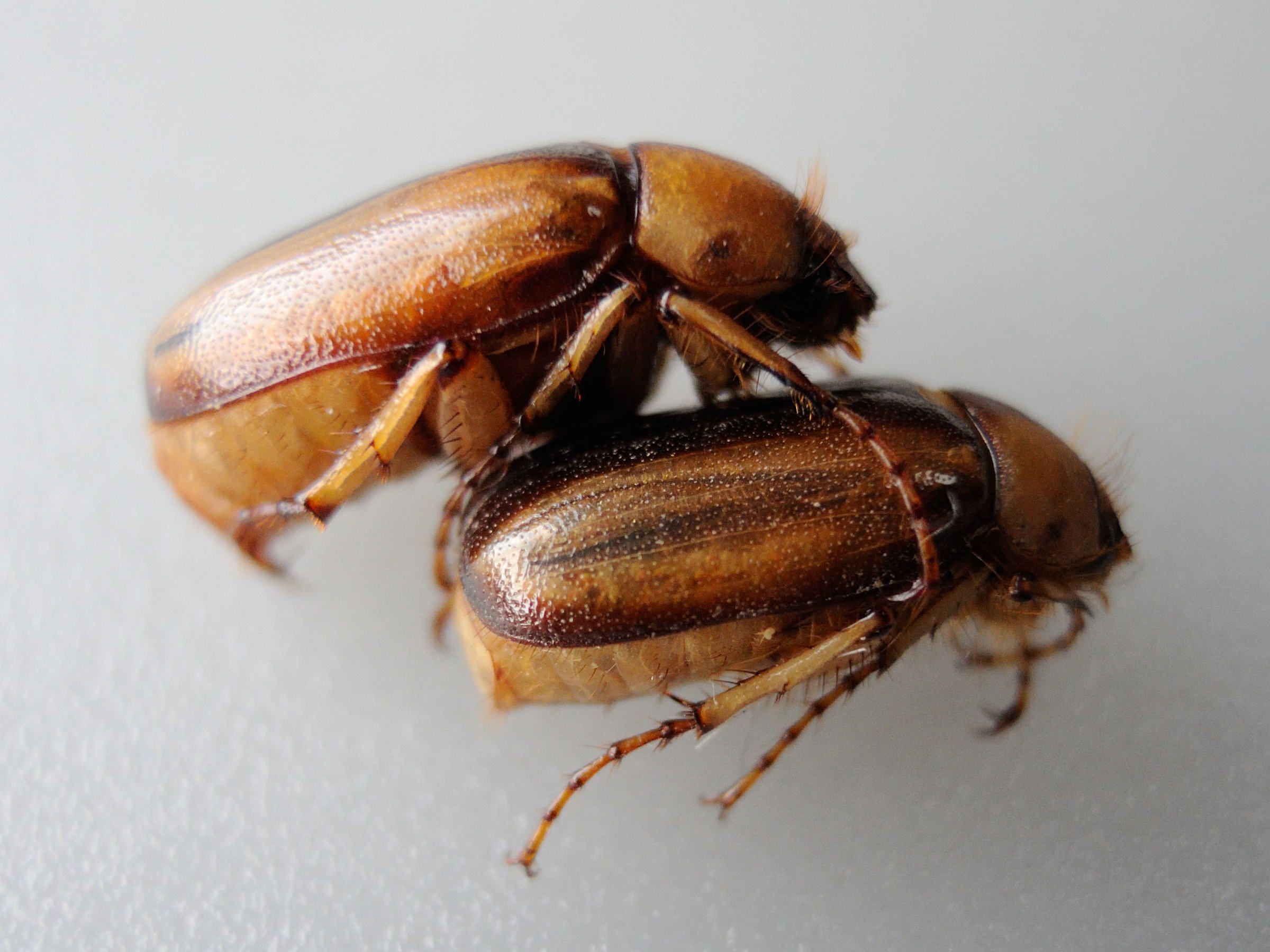 rhizotrogus_aestivus1md