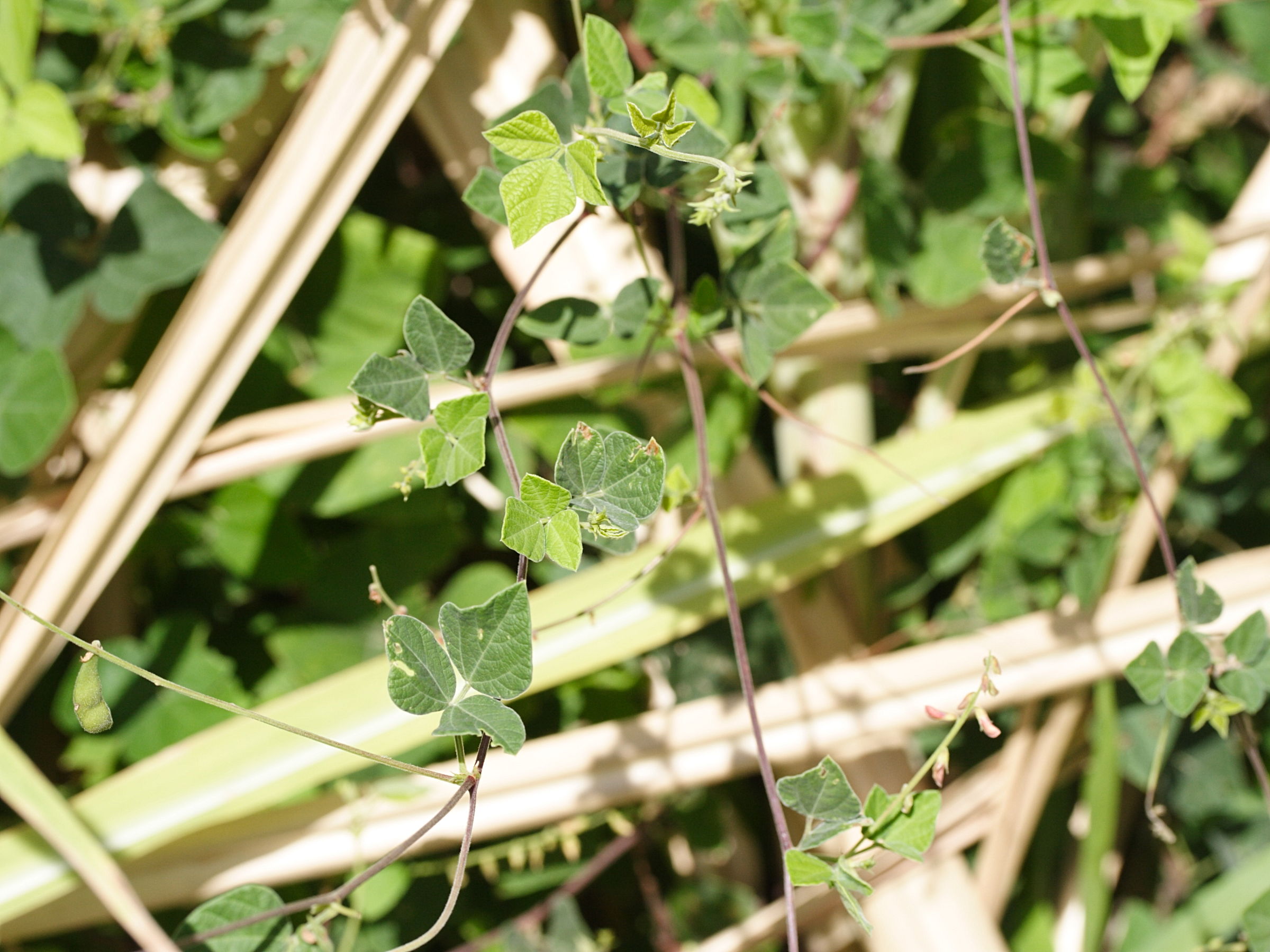 rhynchosia_minima2md