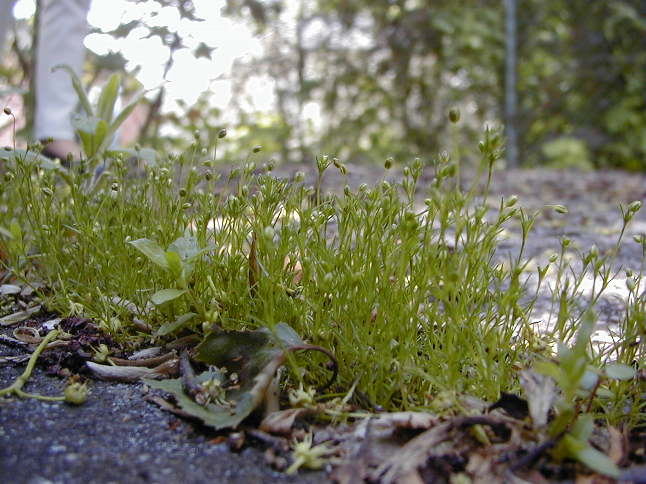 Afficher le média sagina_apetala2bmd sagina_apetala2bmd