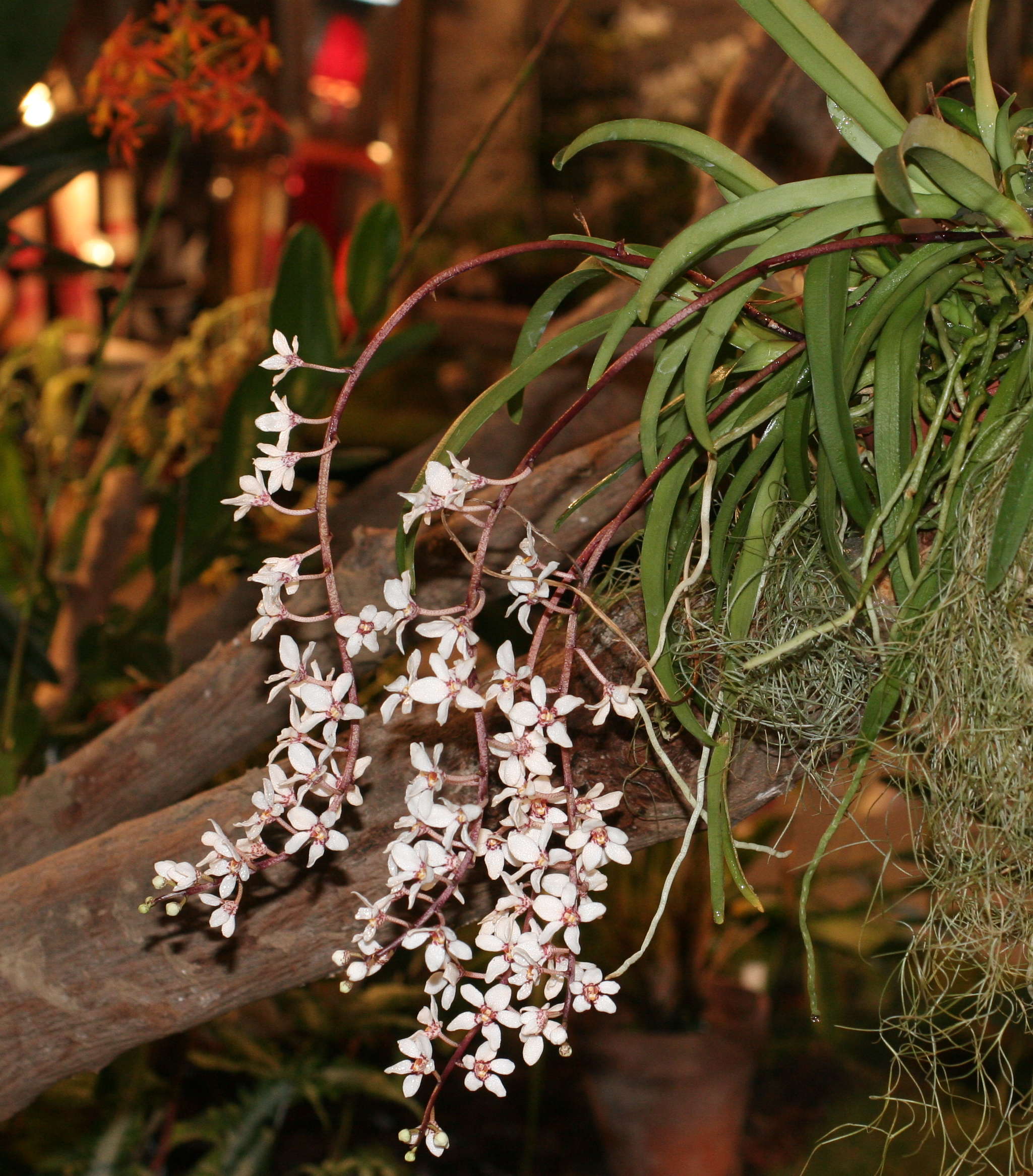 Afficher le média sarcochilus_hartmannii1md sarcochilus_hartmannii1md