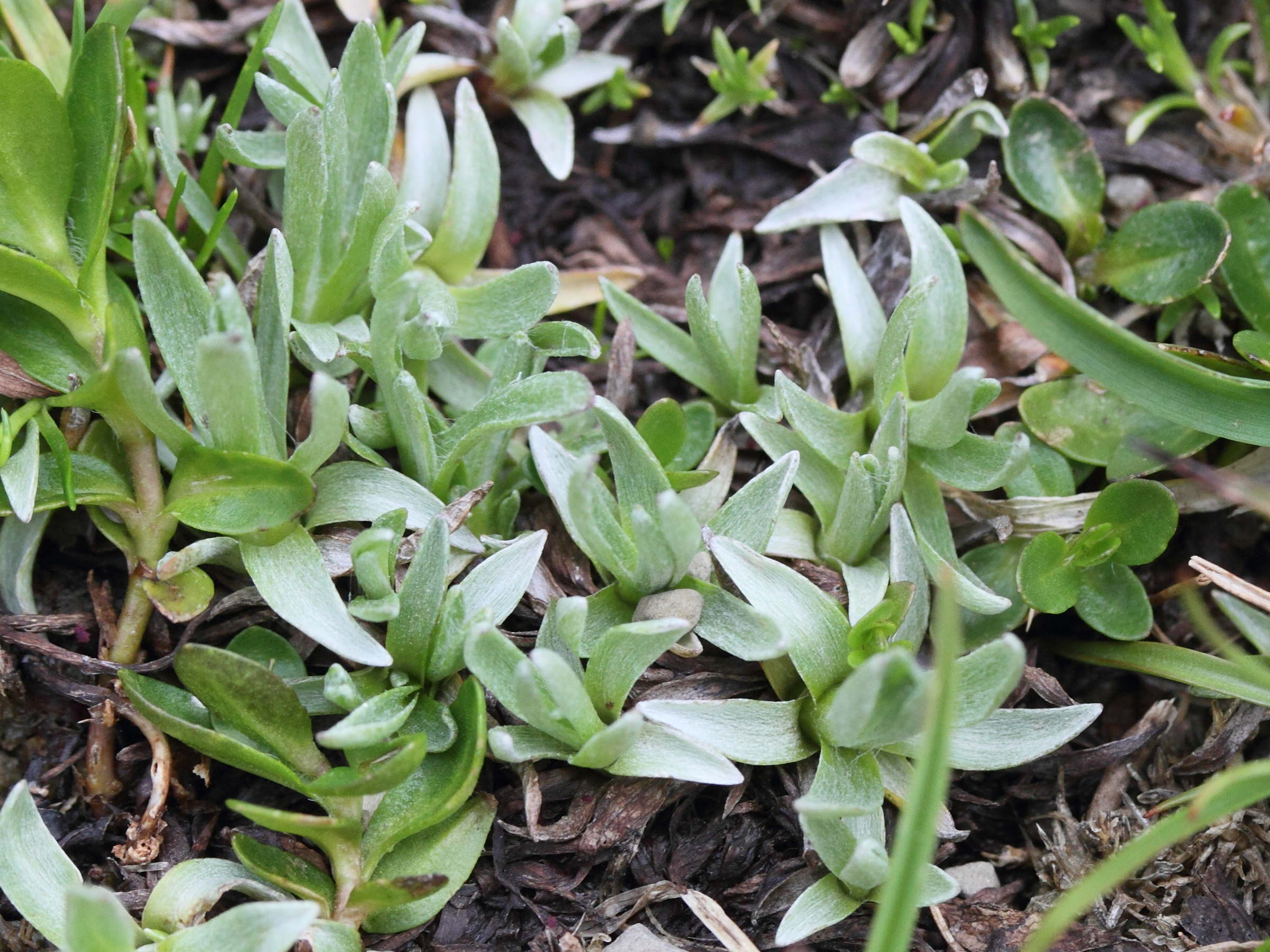 Afficher le média saxifraga_androsacea2md saxifraga_androsacea2md