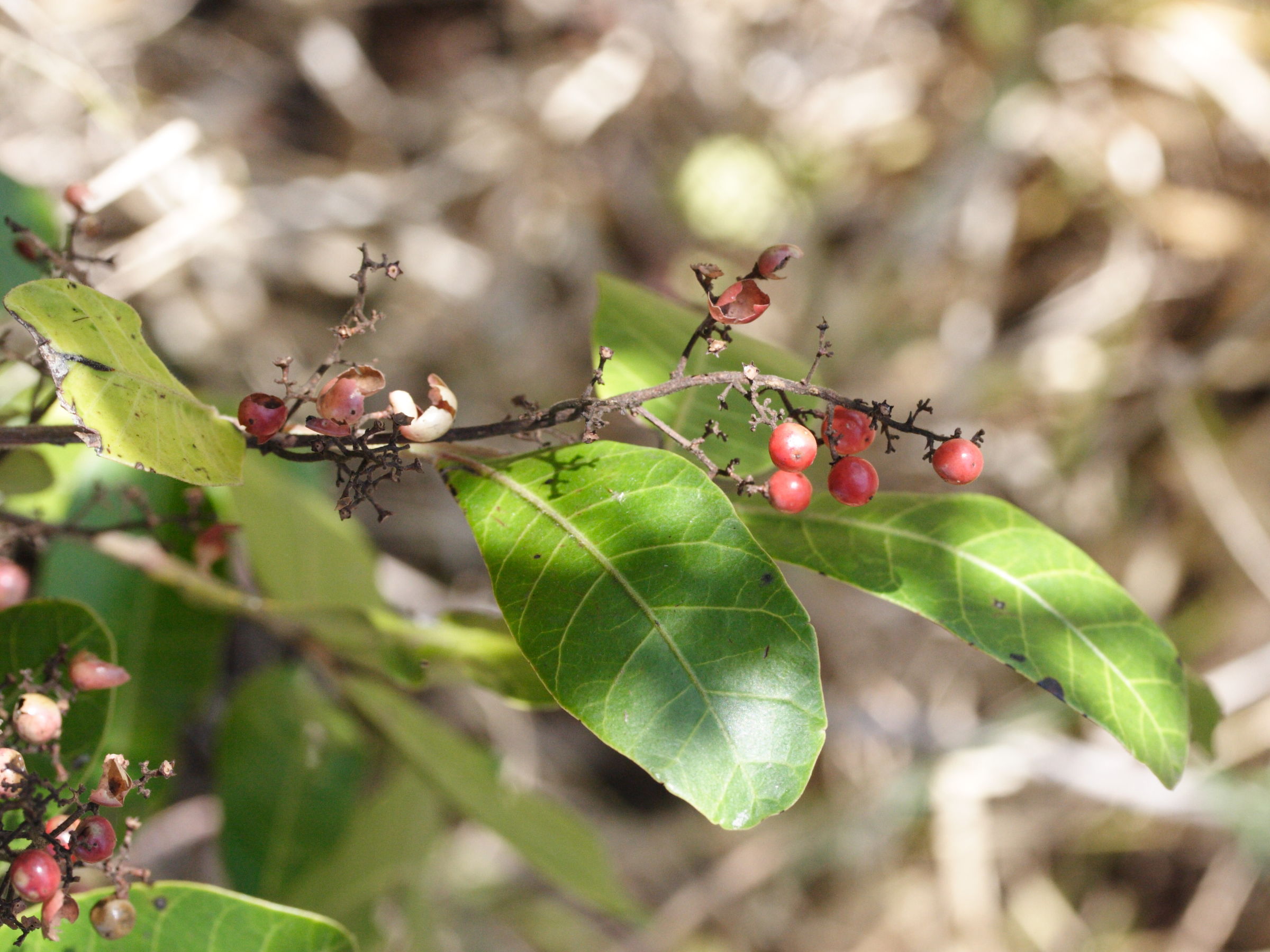 schinus_terebinthifolius2md