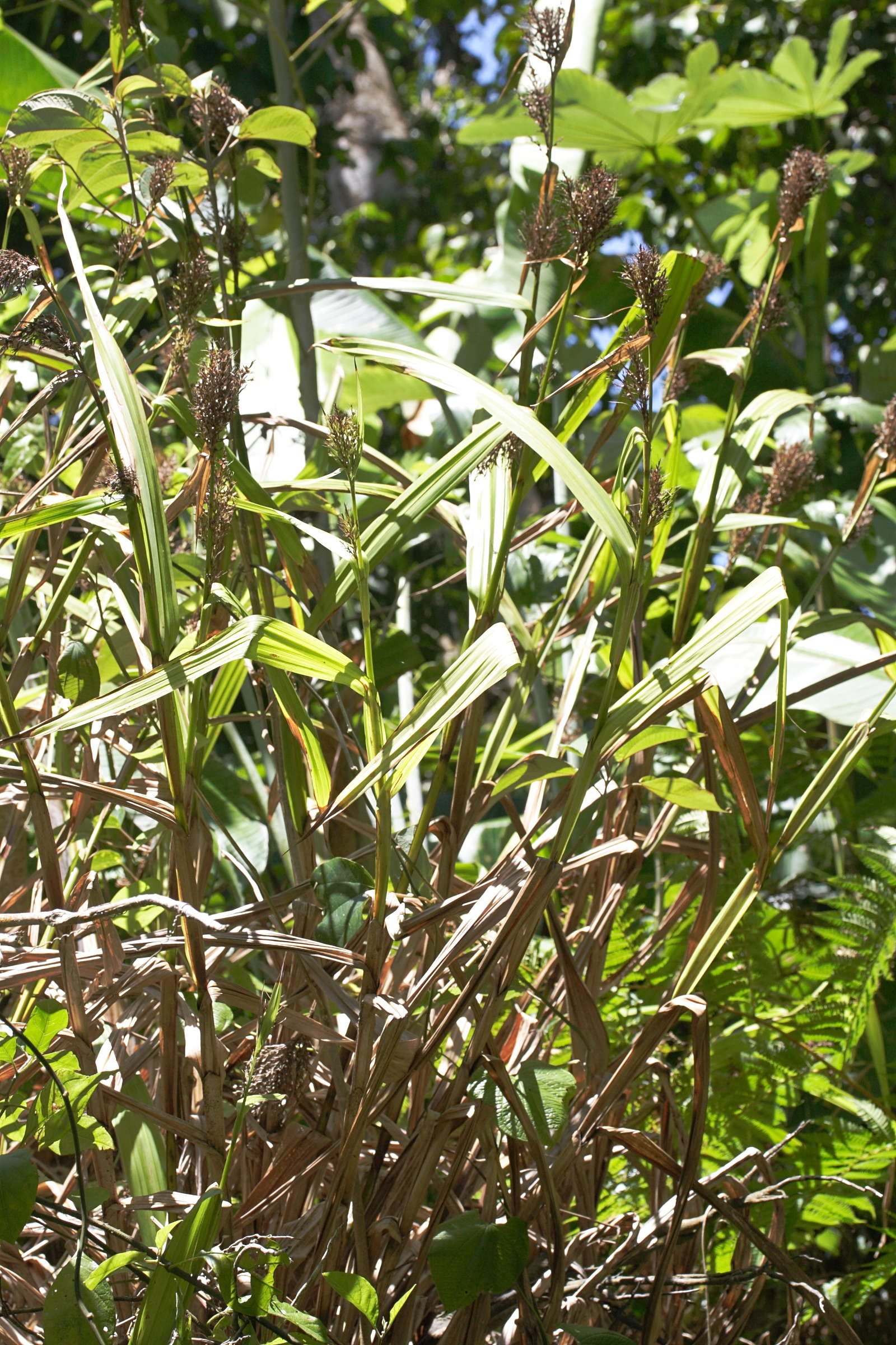 scleria_latifolia1md