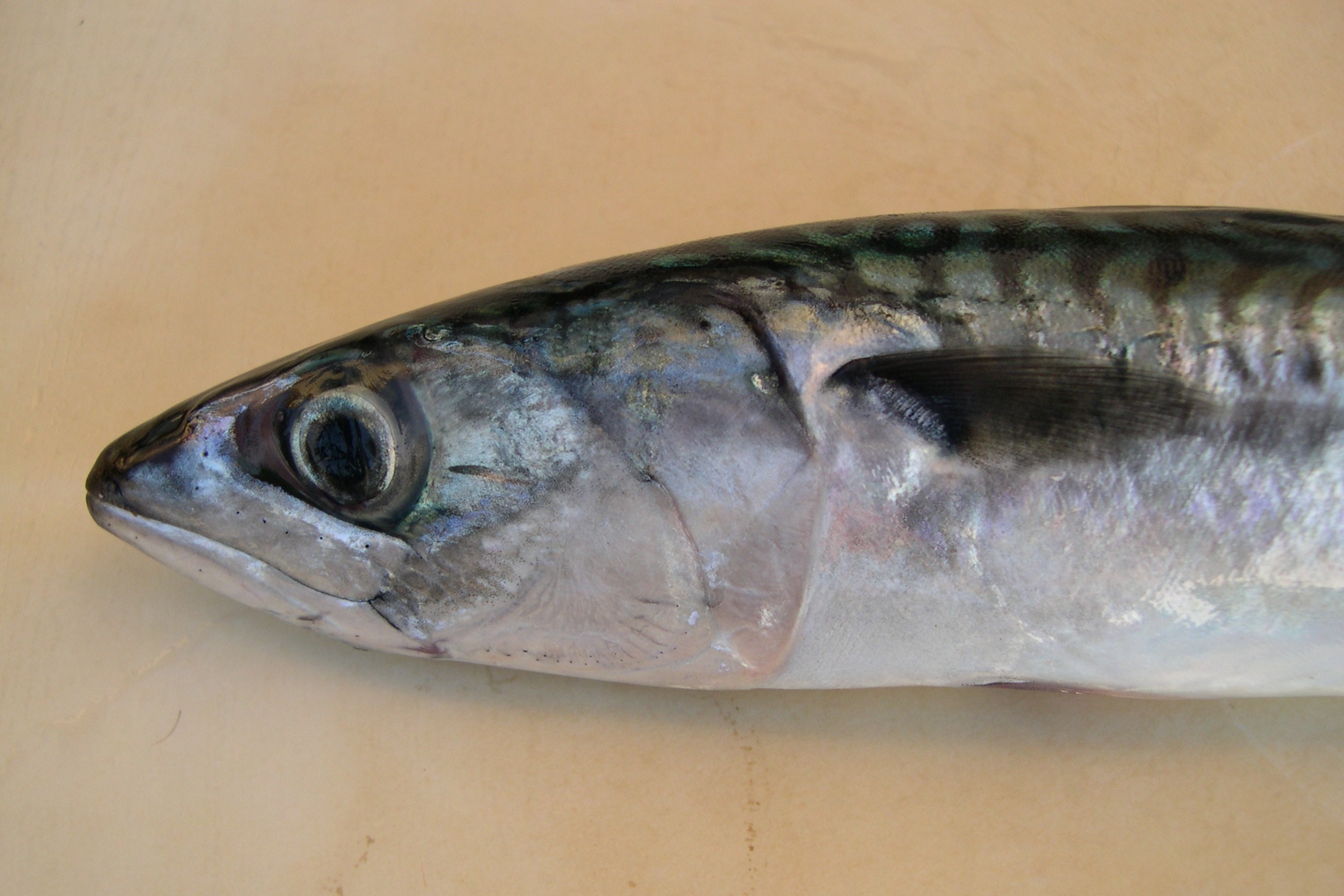 Afficher le média scomber_scombrus1bmd scomber_scombrus1bmd