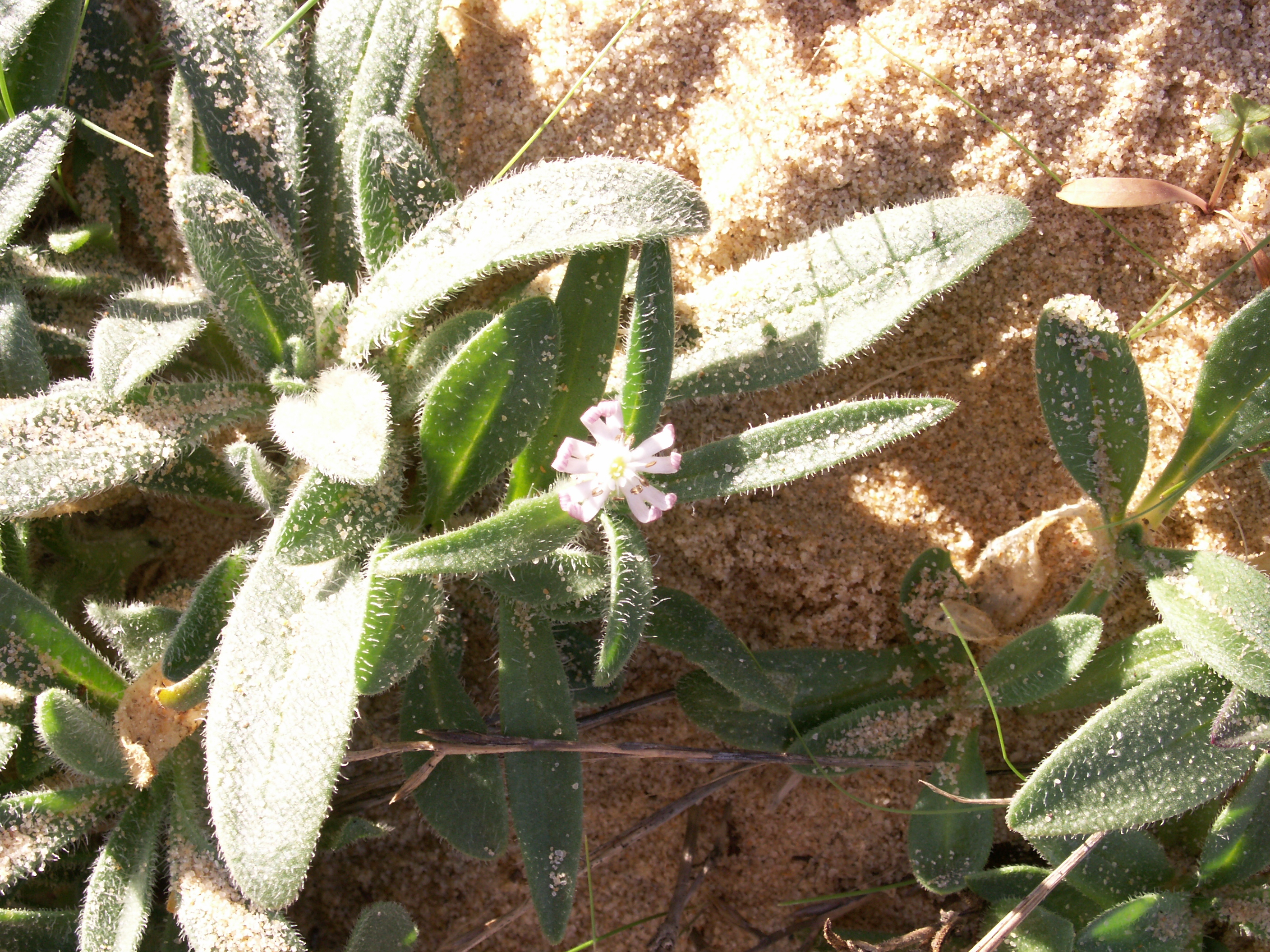 silene_nicaeensis2md