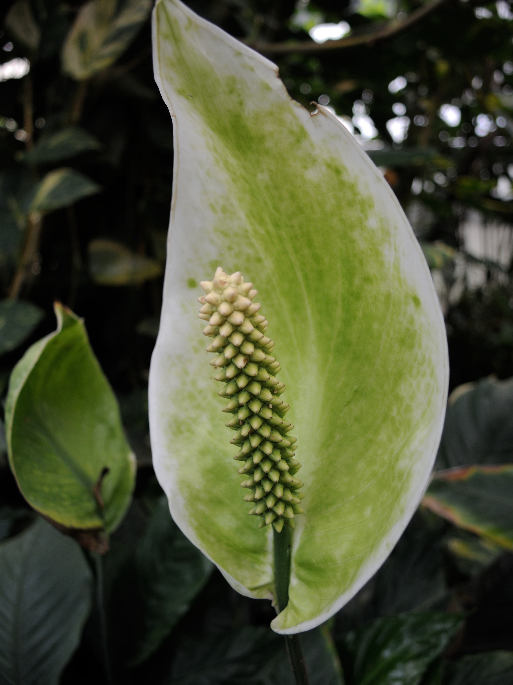 spathiphyllum_wallisii4md