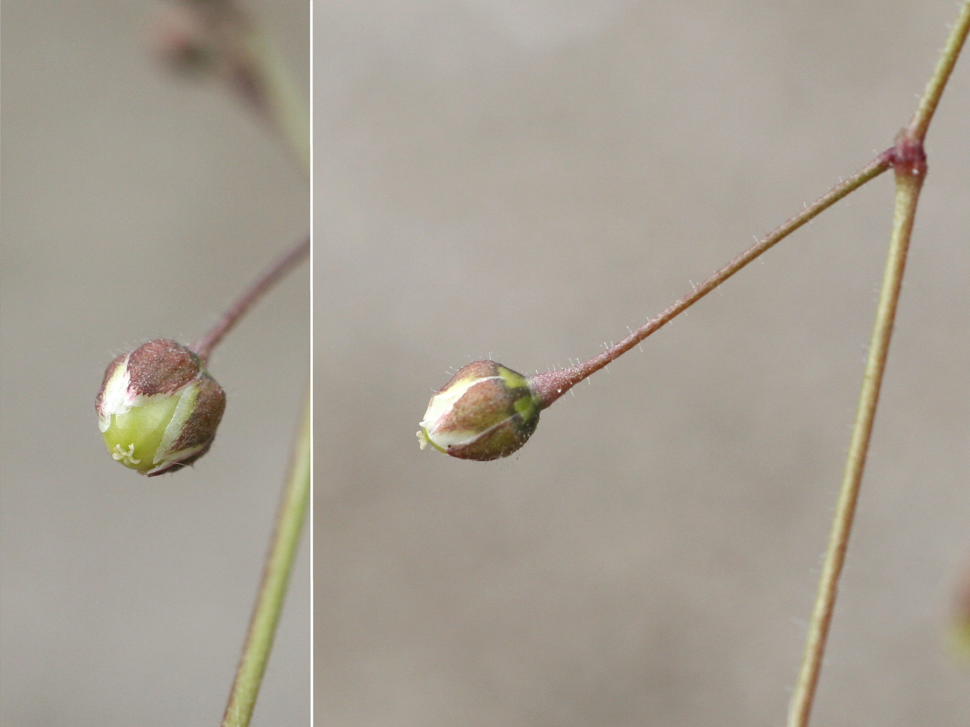 spergula_arvensis6md