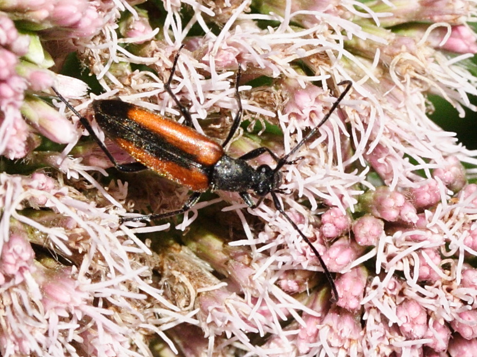 stenurella_melanura3md